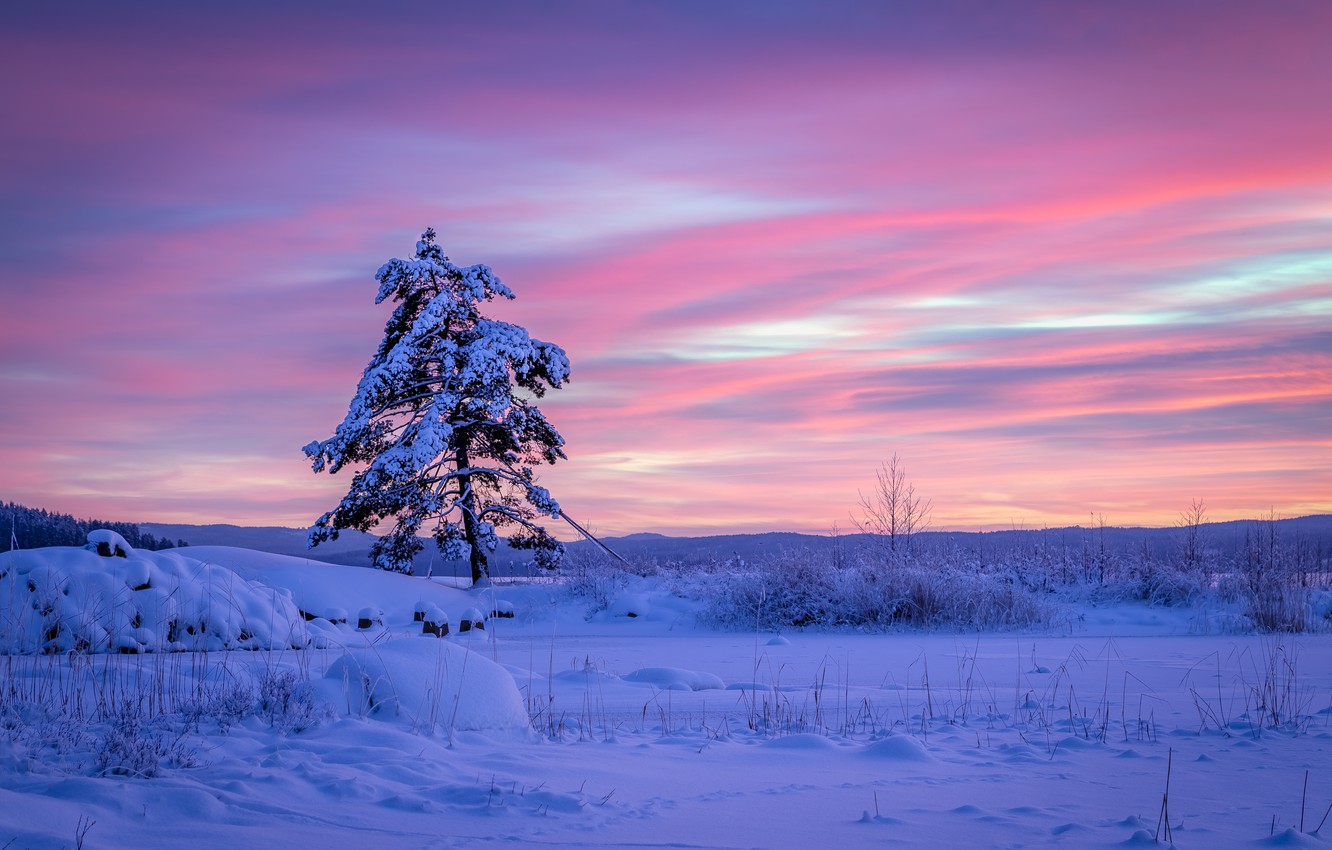 Tree In Snow Winter Sunset Wallpapers