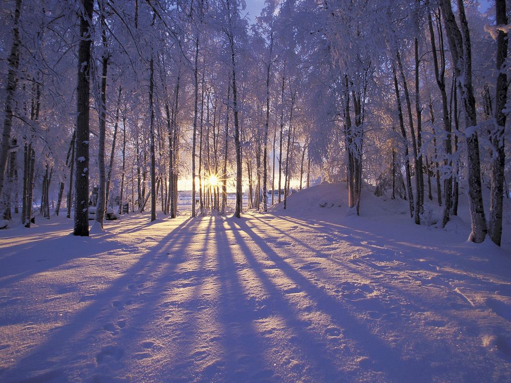 Tree In Snow Winter Sunset Wallpapers