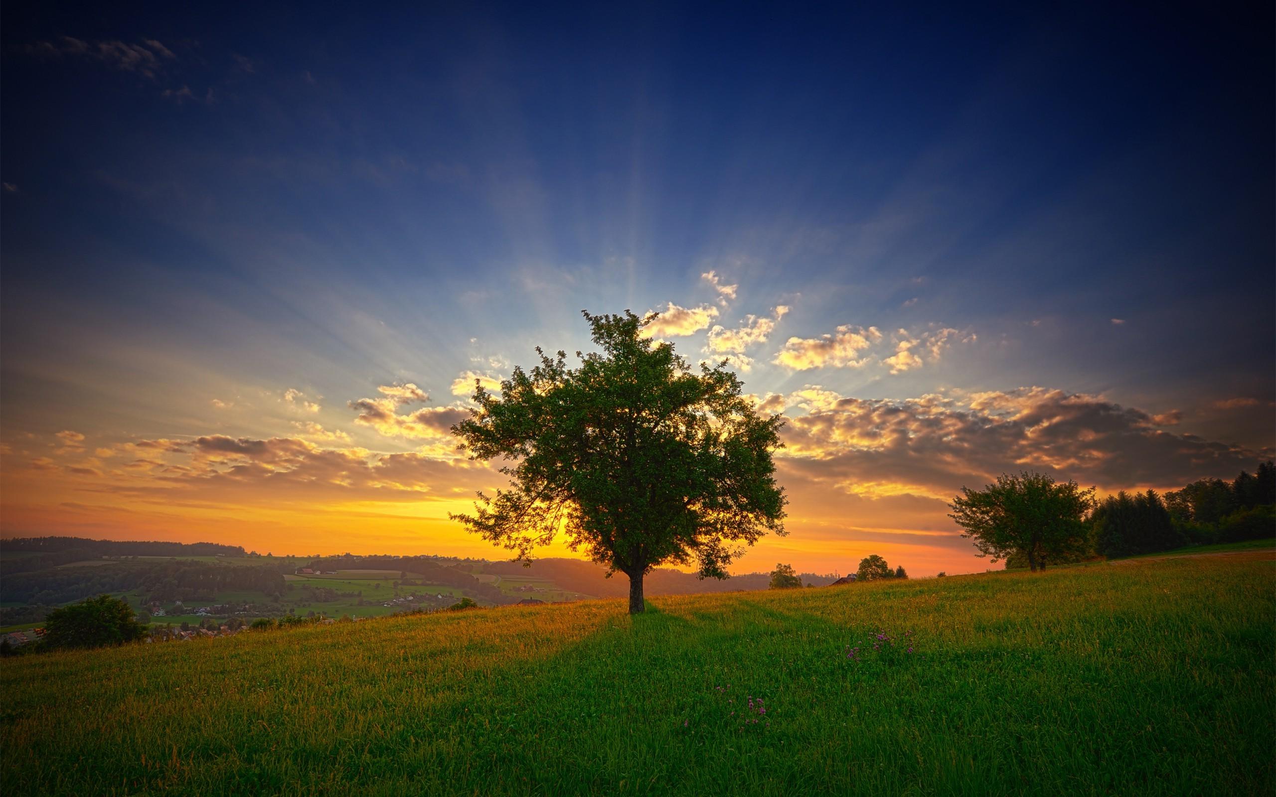 Tree In The Field Wallpapers