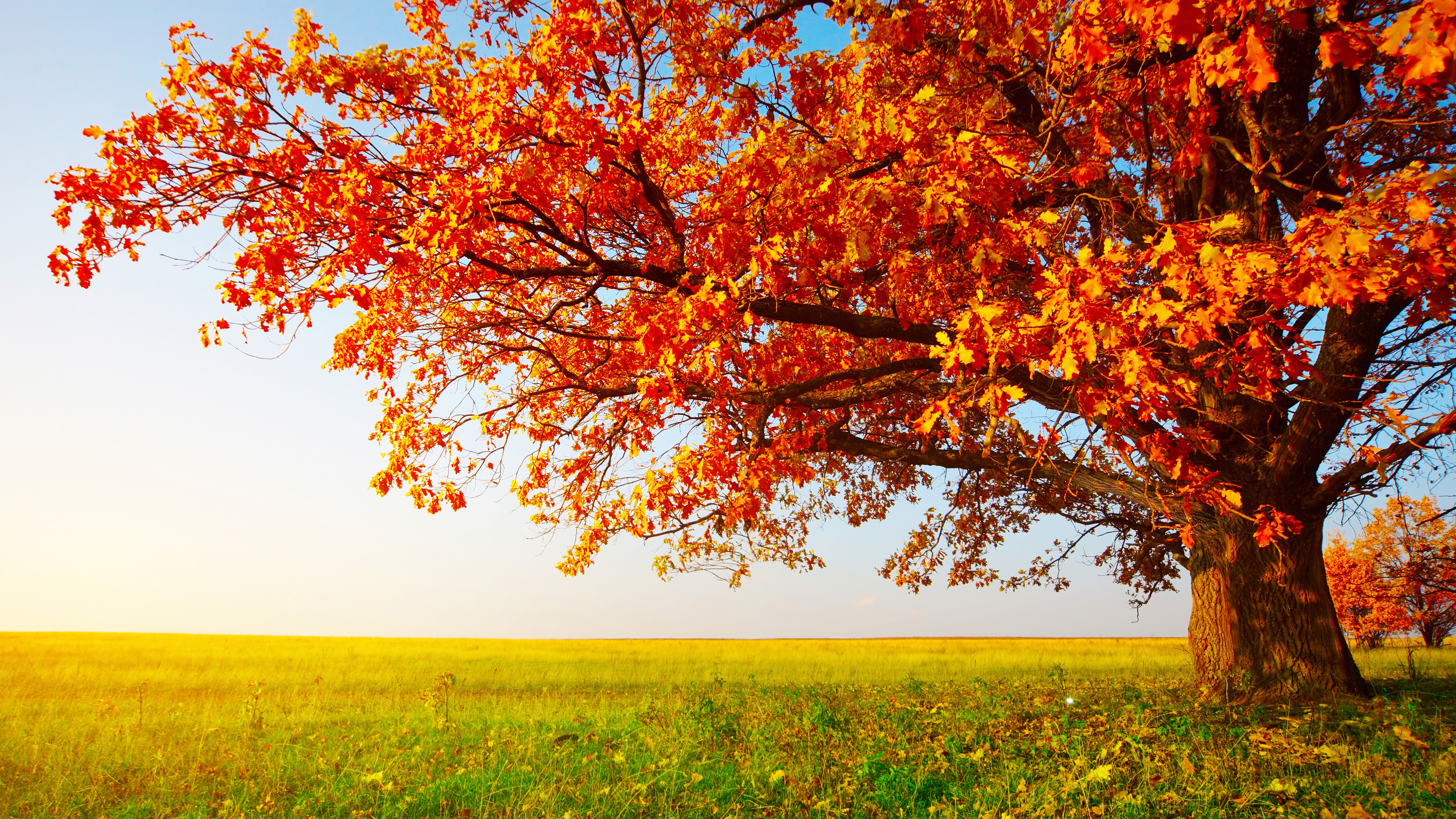 Tree In The Field Wallpapers