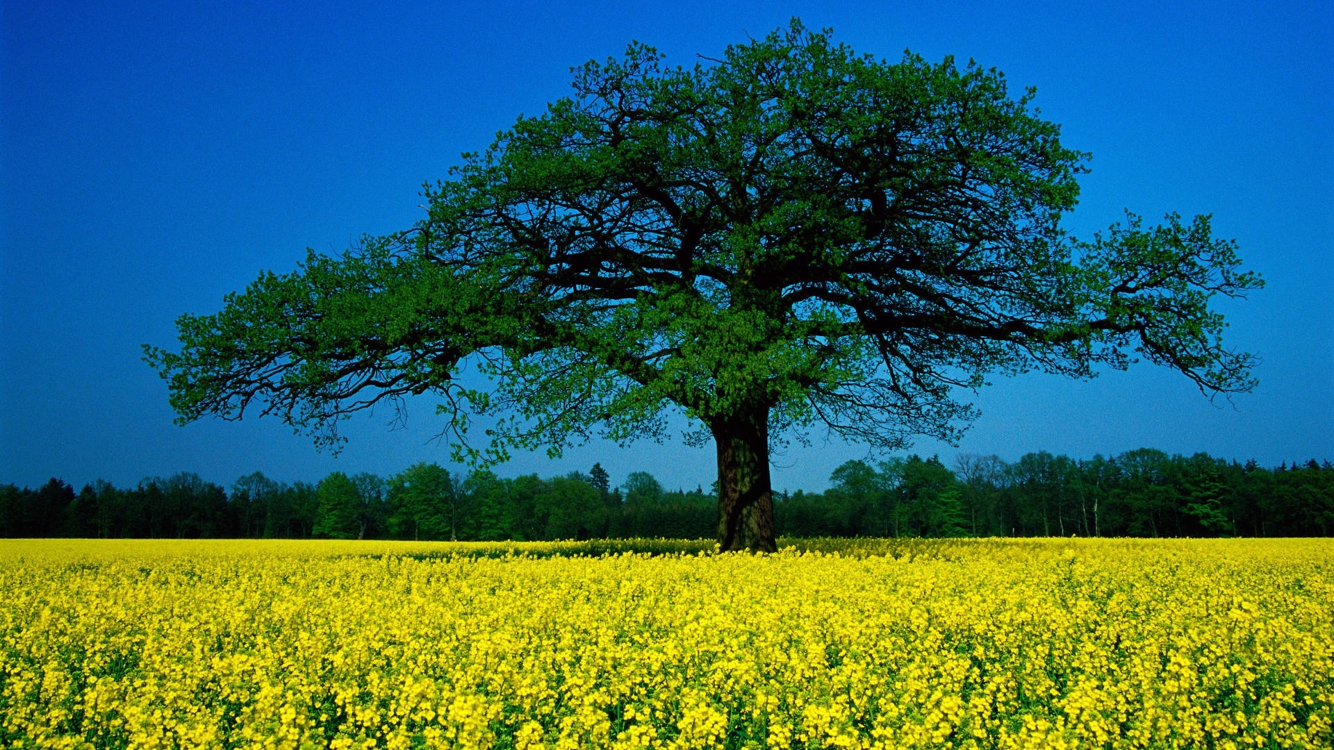 Tree In The Field Wallpapers