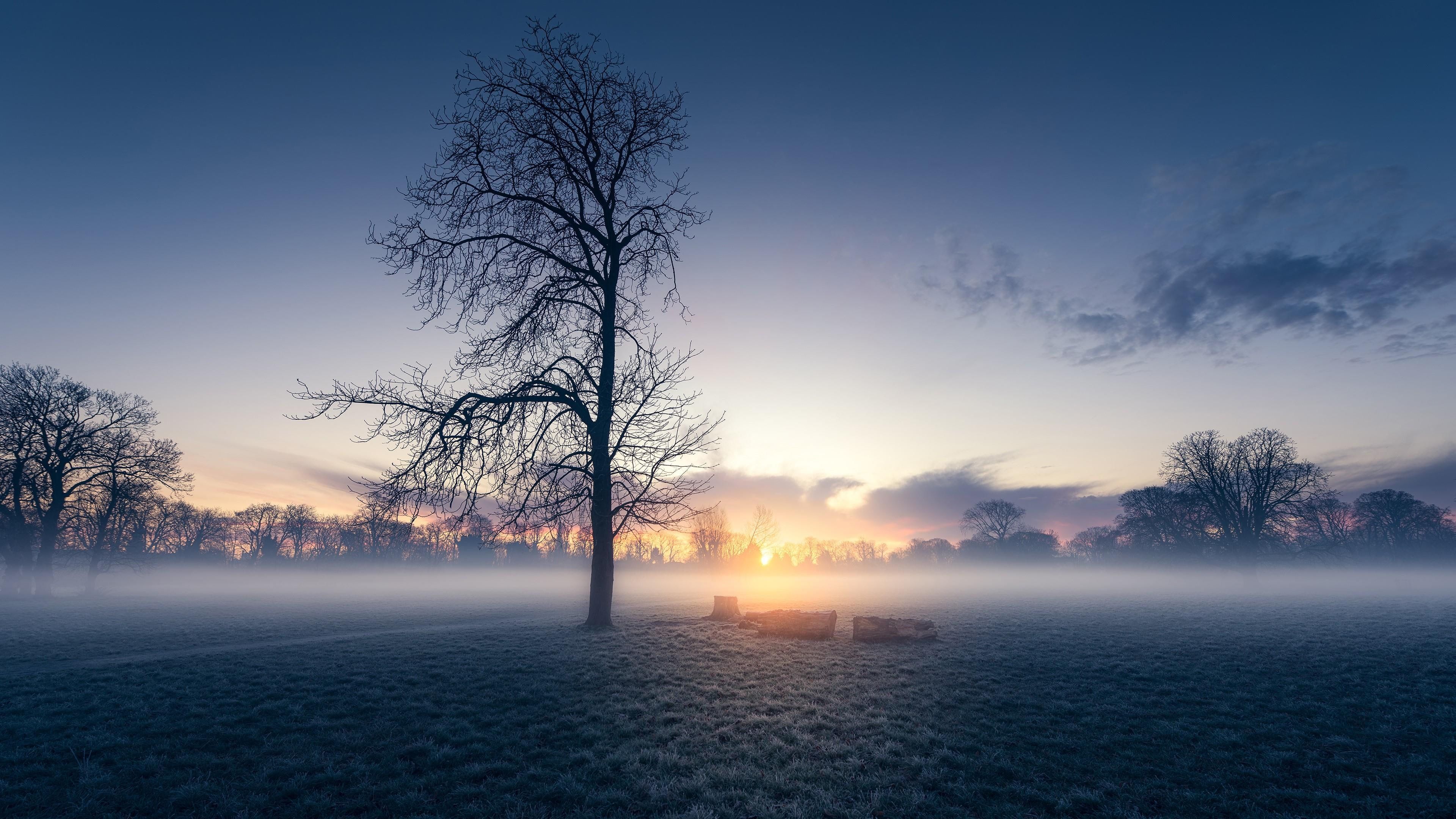 Tree In The Field Wallpapers