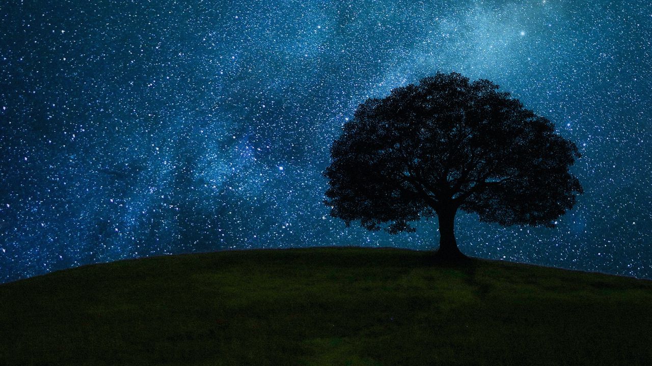 Tree In The Field Wallpapers