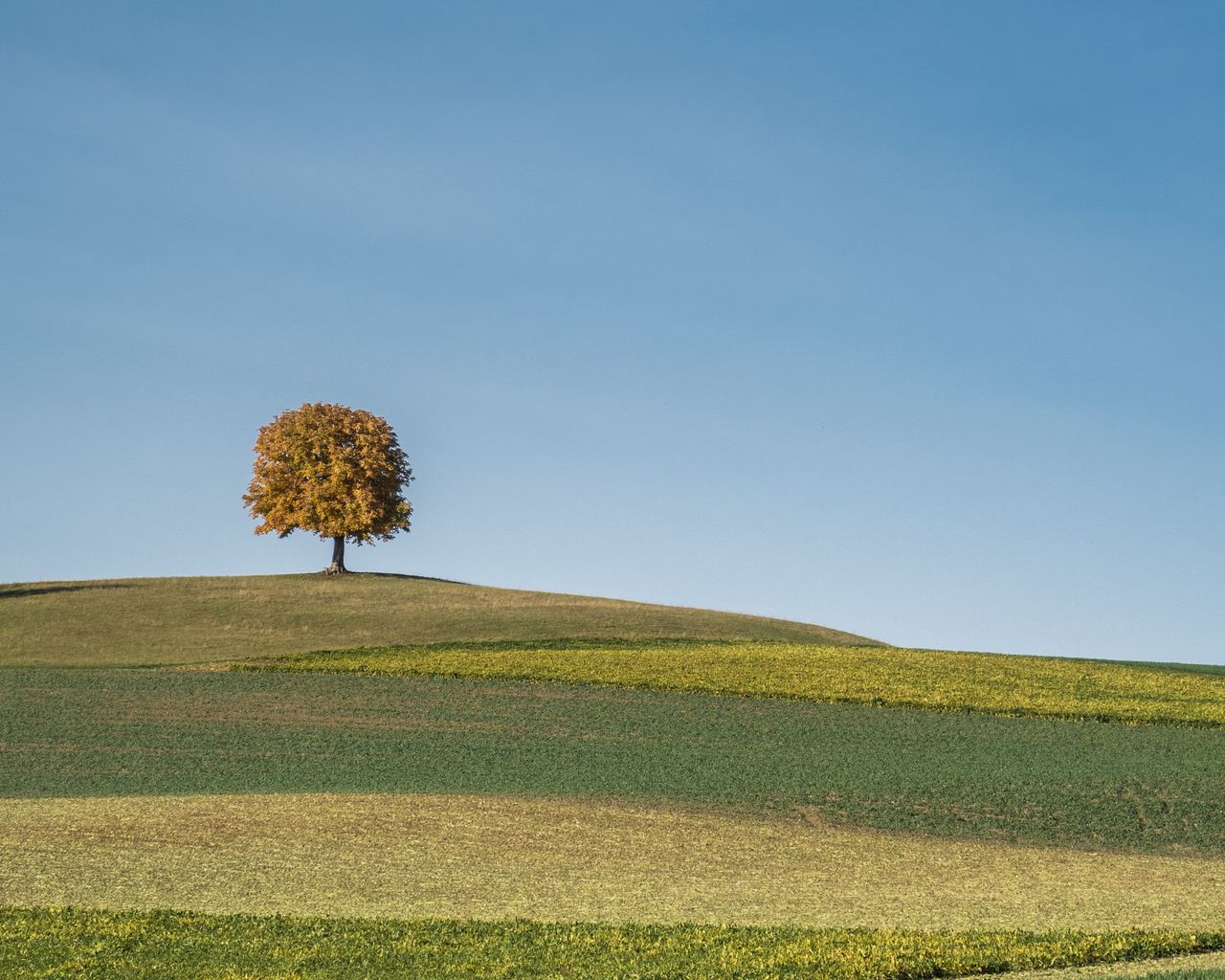 Tree In The Field Wallpapers