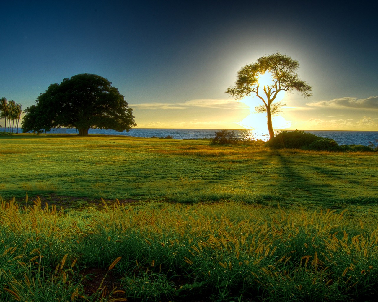 Tree Landscape Wallpapers