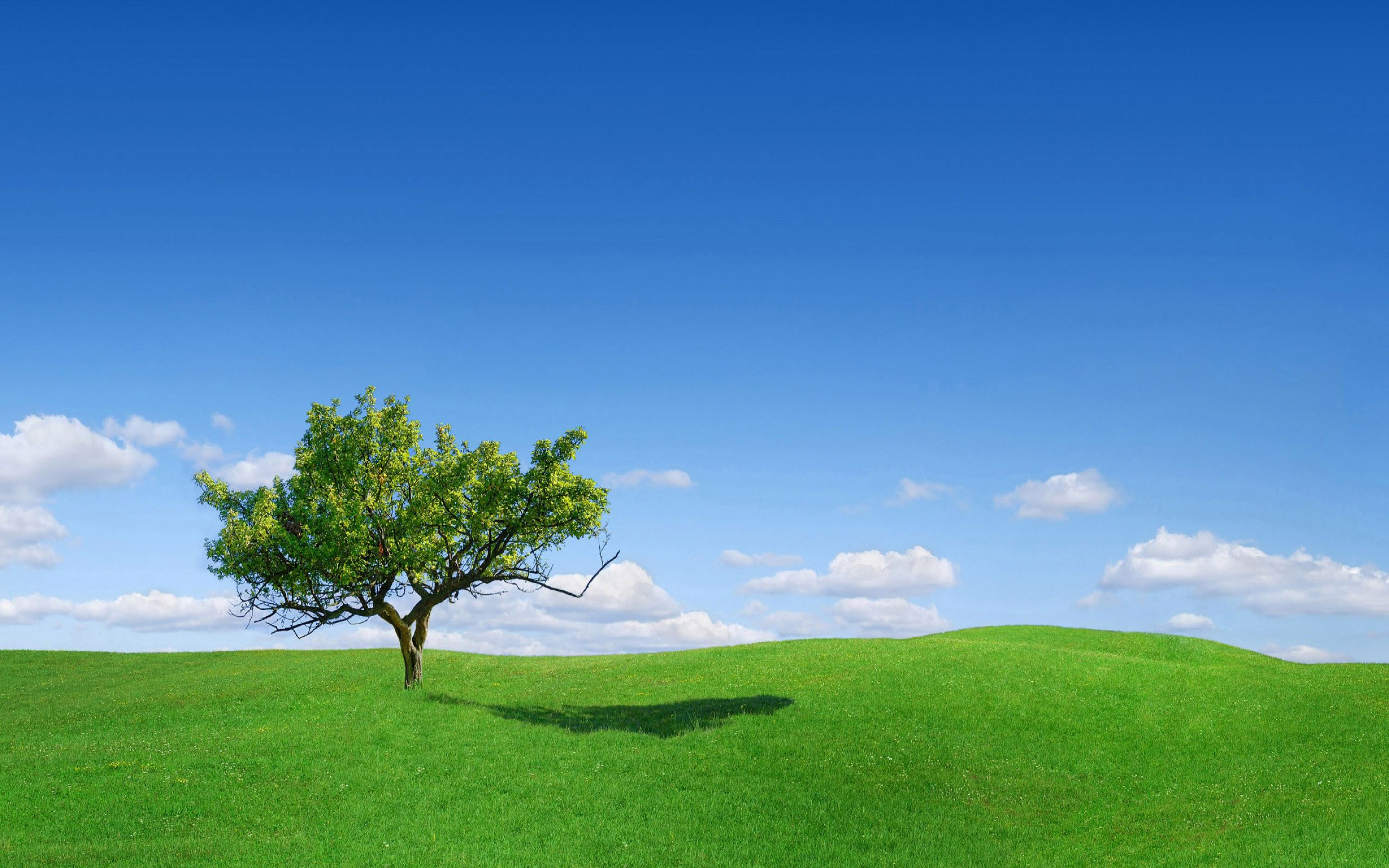 Tree Landscape Wallpapers