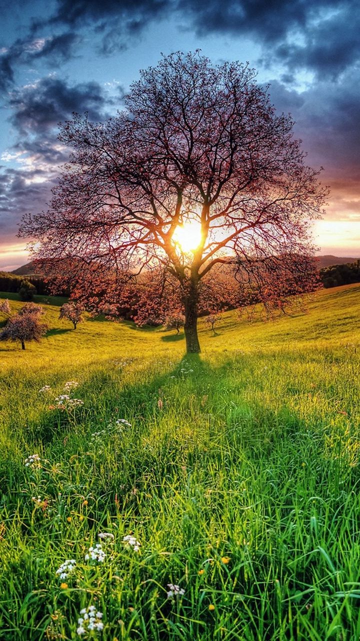 Tree Landscape Wallpapers