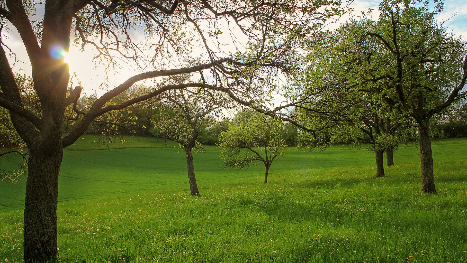 Tree Landscape Wallpapers