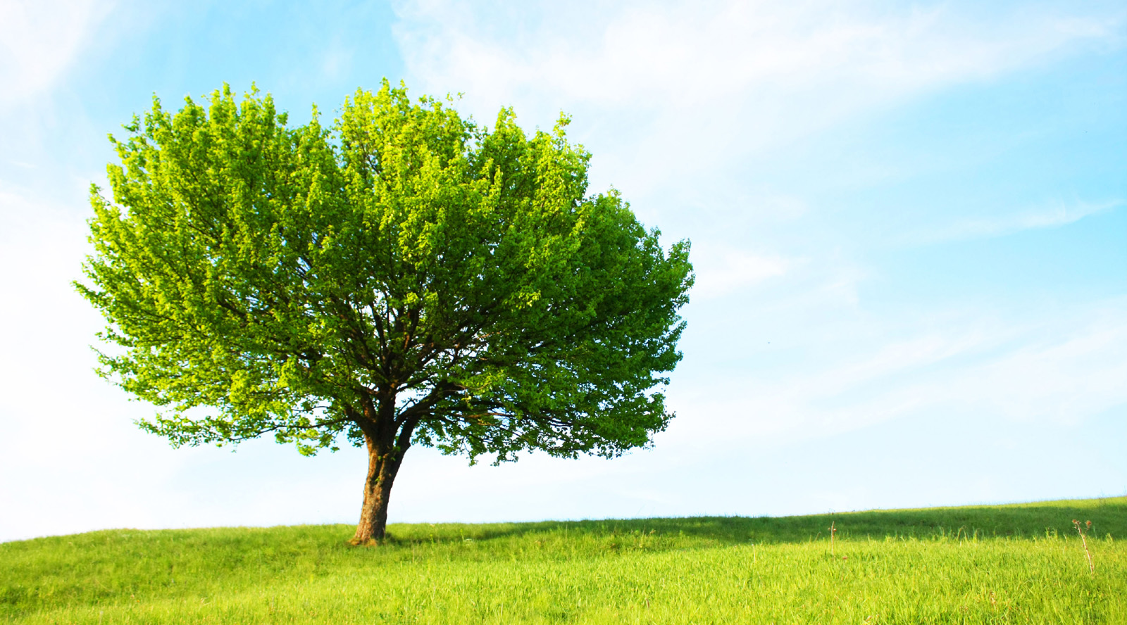 Tree Landscape Wallpapers