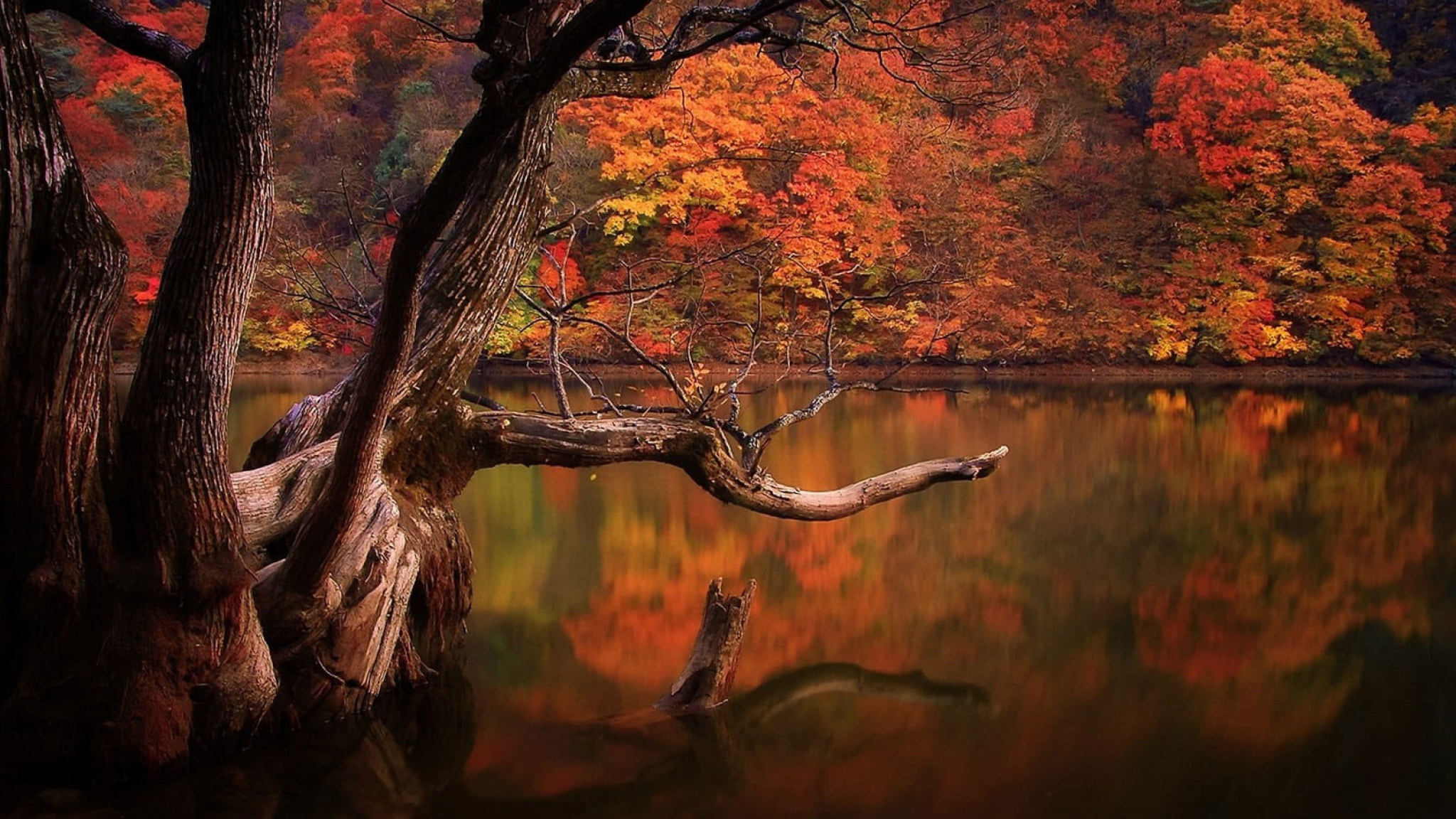 Tree Reflection In Lake Wallpapers