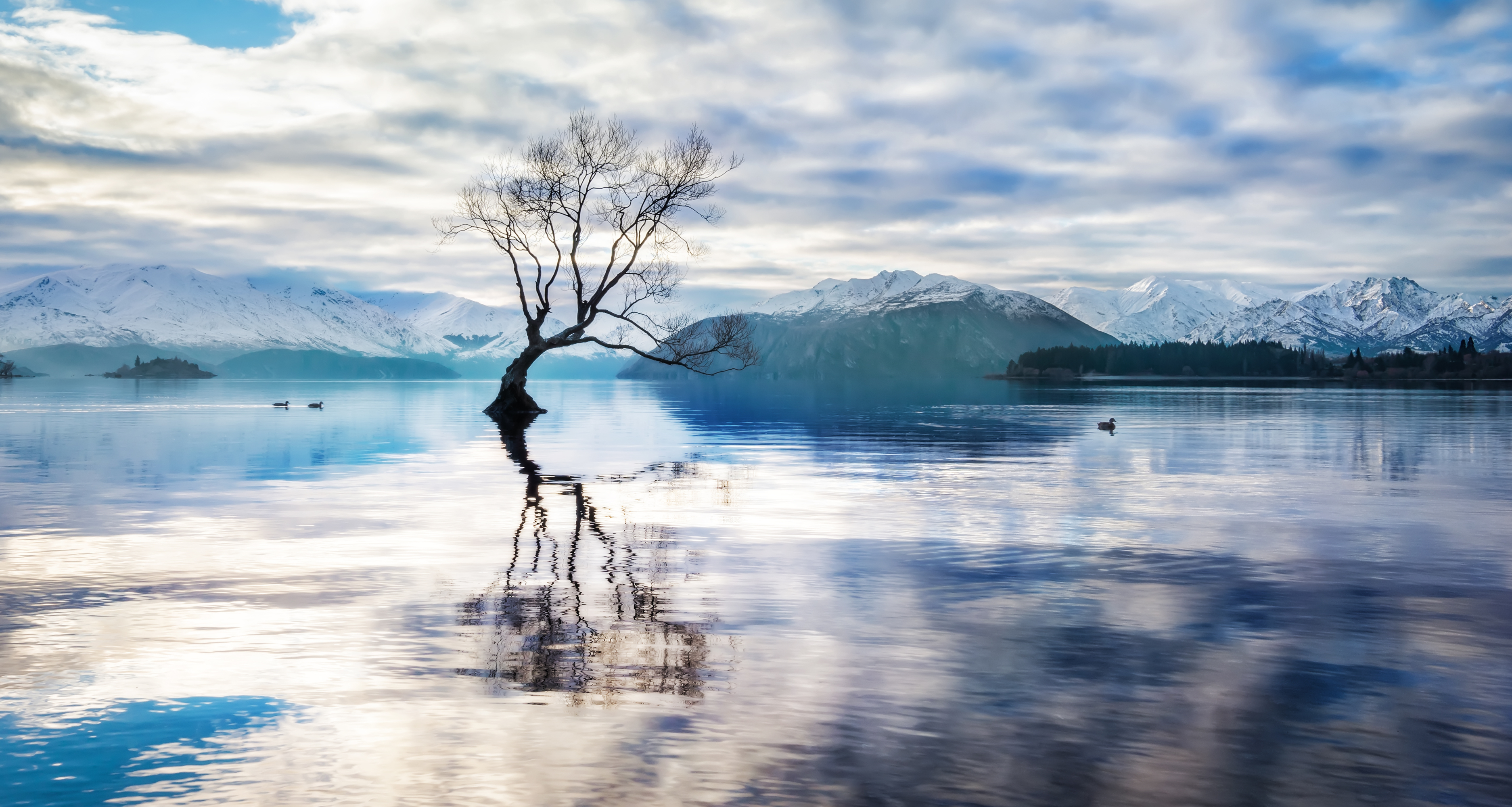 Tree Reflection In Lake Wallpapers