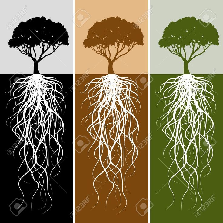 Tree Root Wallpapers