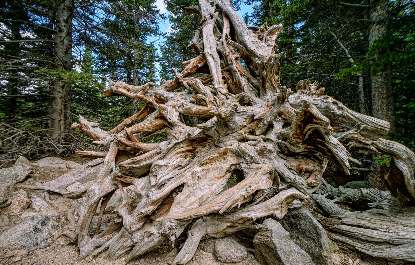 Tree Root Wallpapers