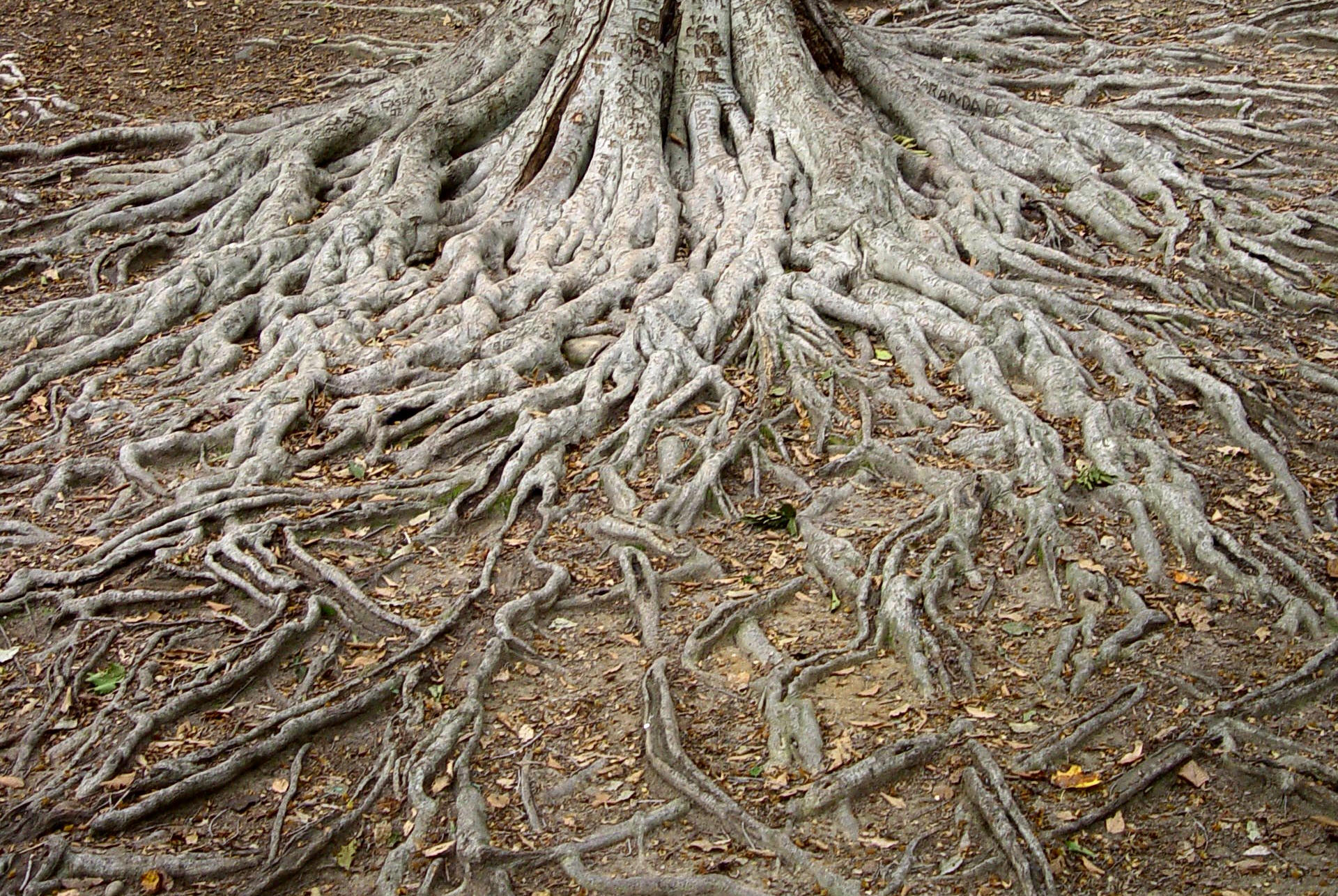 Tree Root Wallpapers