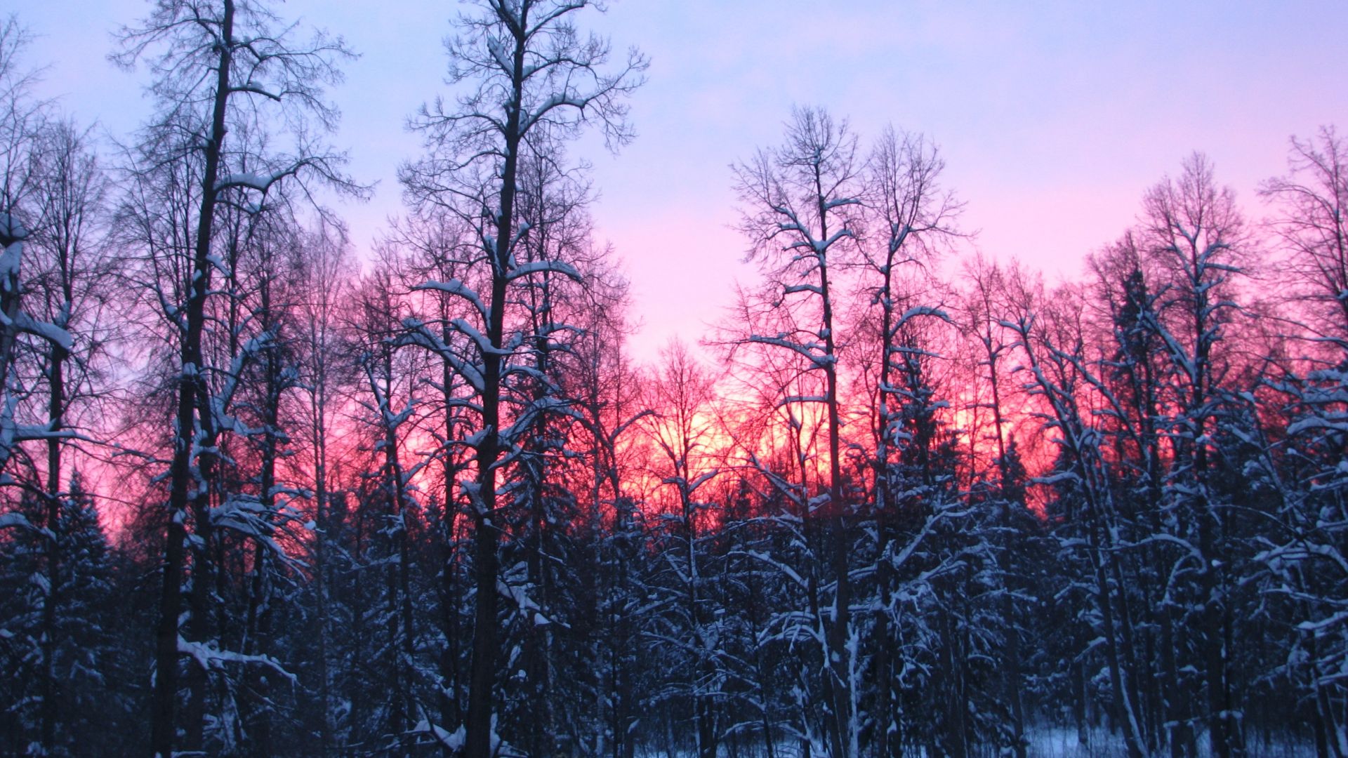 Tree Silhouette In Winter Sunset Wallpapers