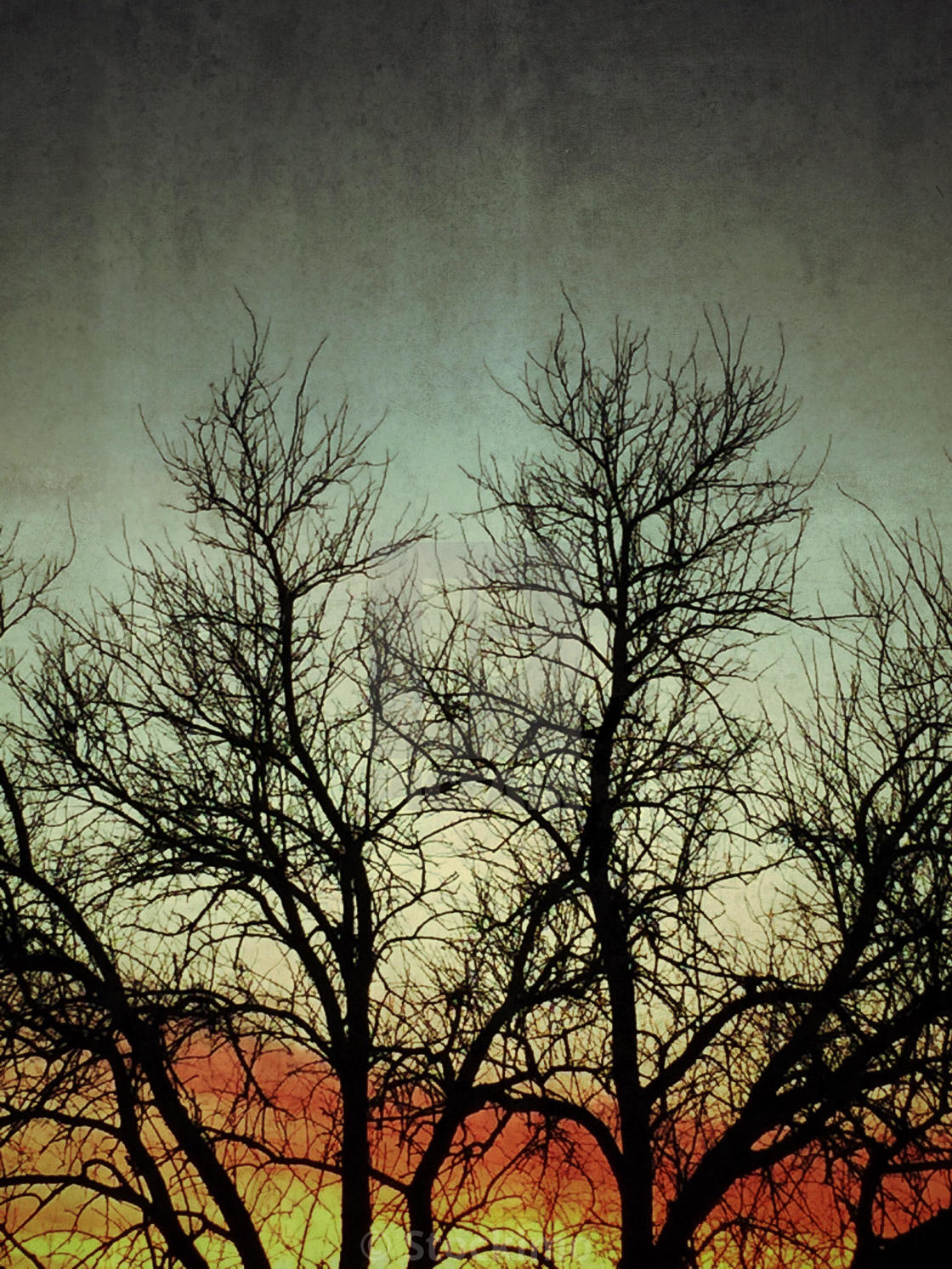 Tree Silhouette In Winter Sunset Wallpapers