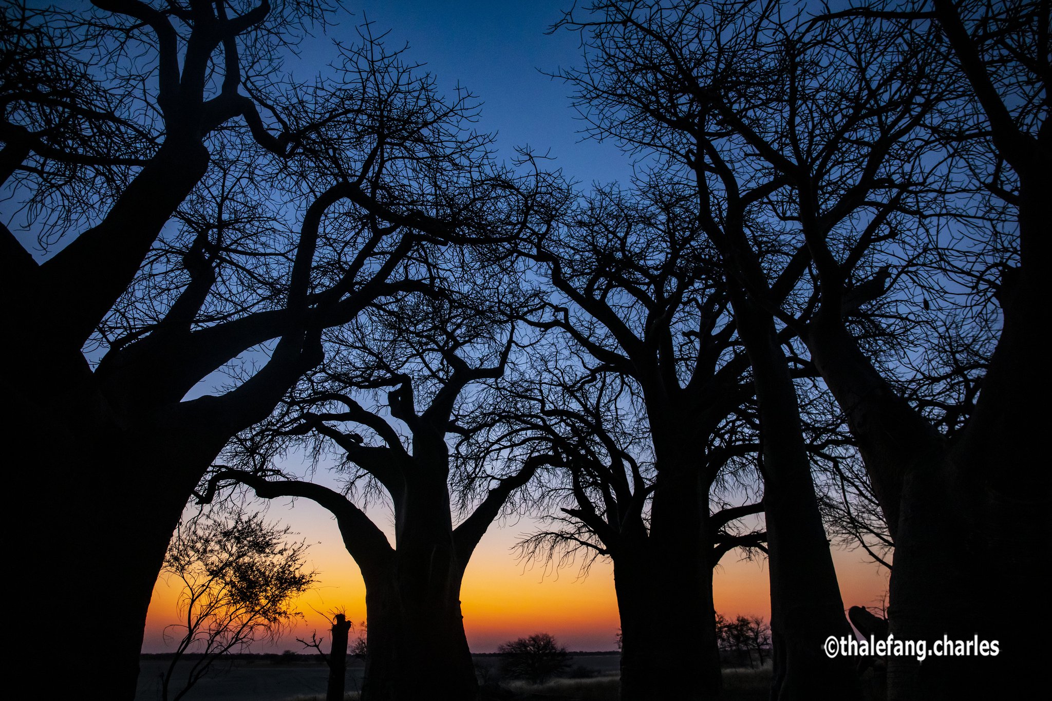 Tree Silhouette In Winter Sunset Wallpapers