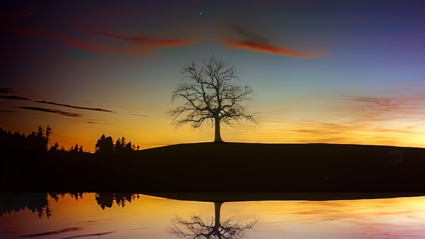 Tree Silhouette In Winter Sunset Wallpapers