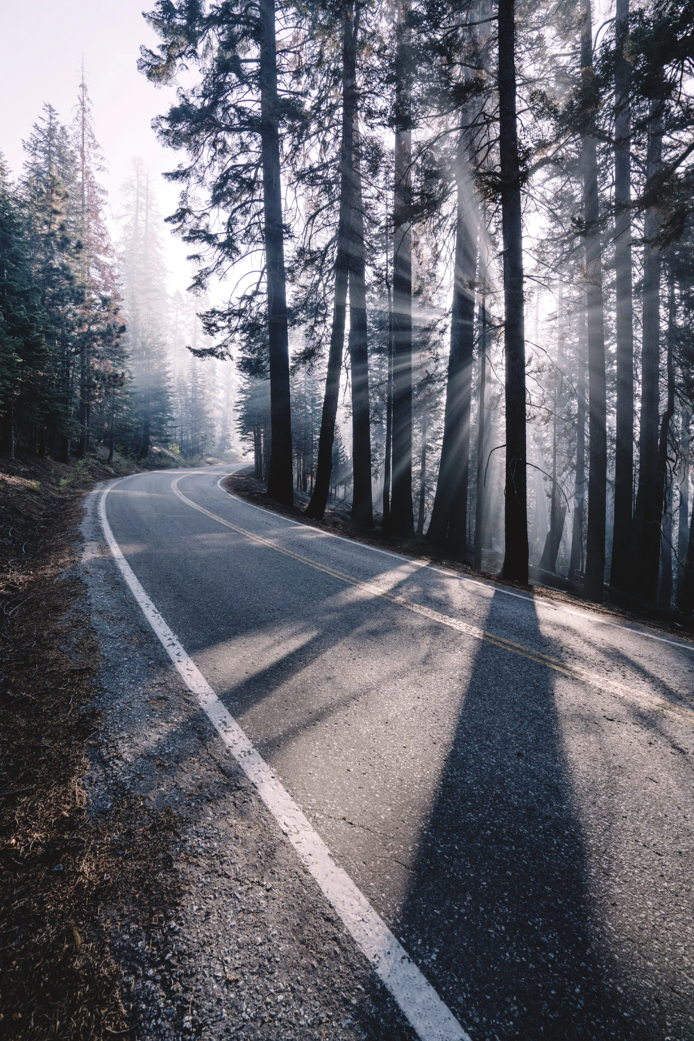 Tree-Lined Empty Road Wallpapers