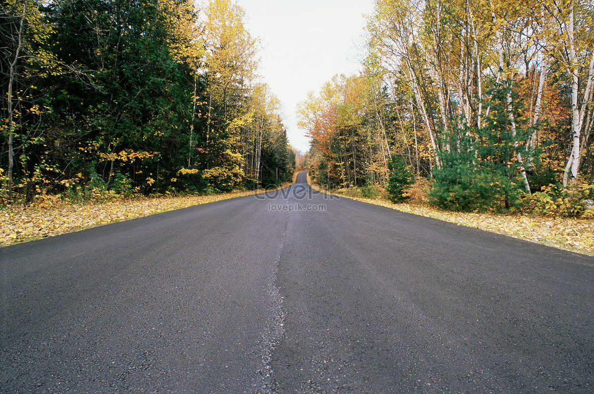 Tree-Lined Empty Road Wallpapers