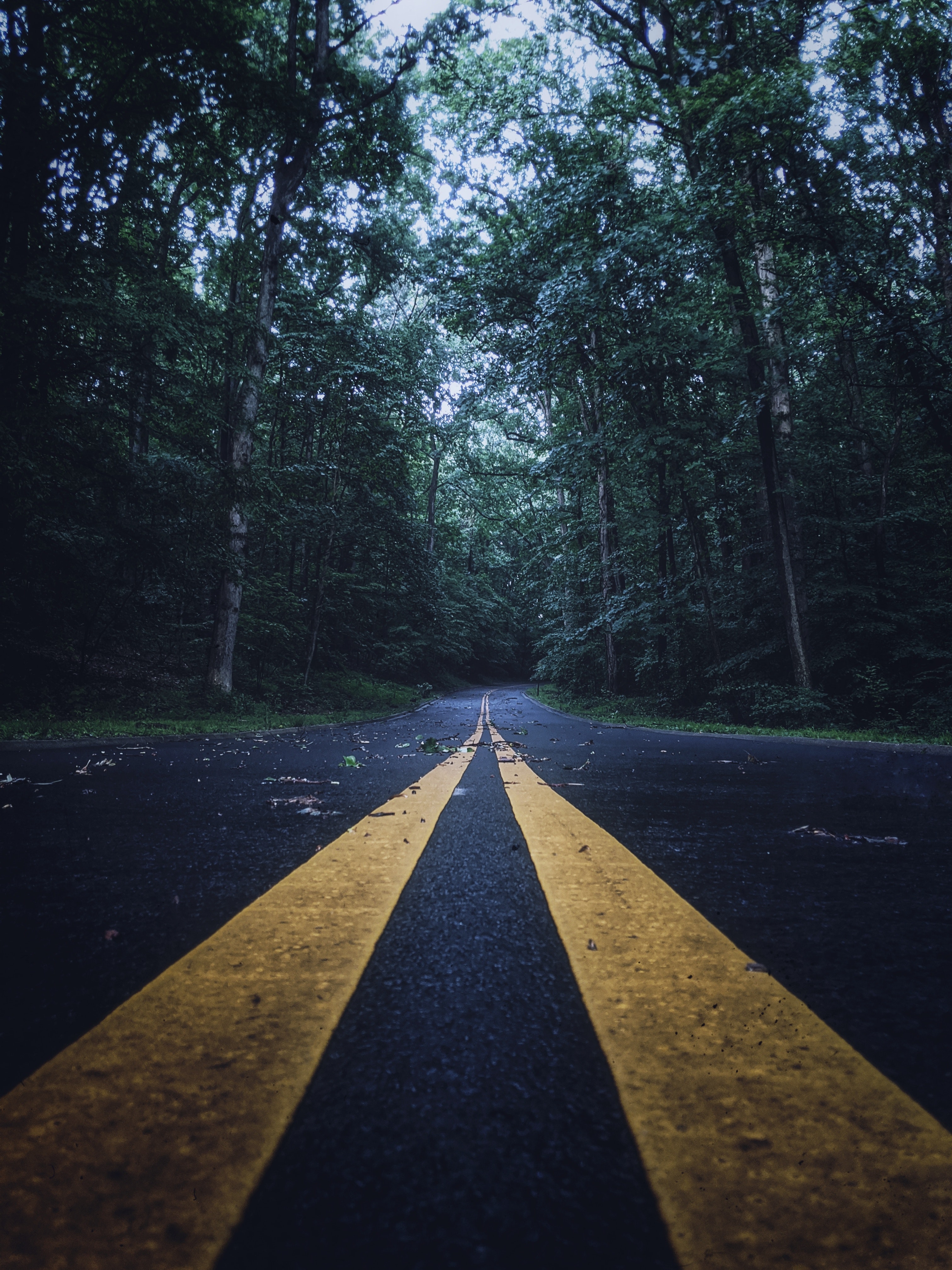 Tree-Lined Empty Road Wallpapers