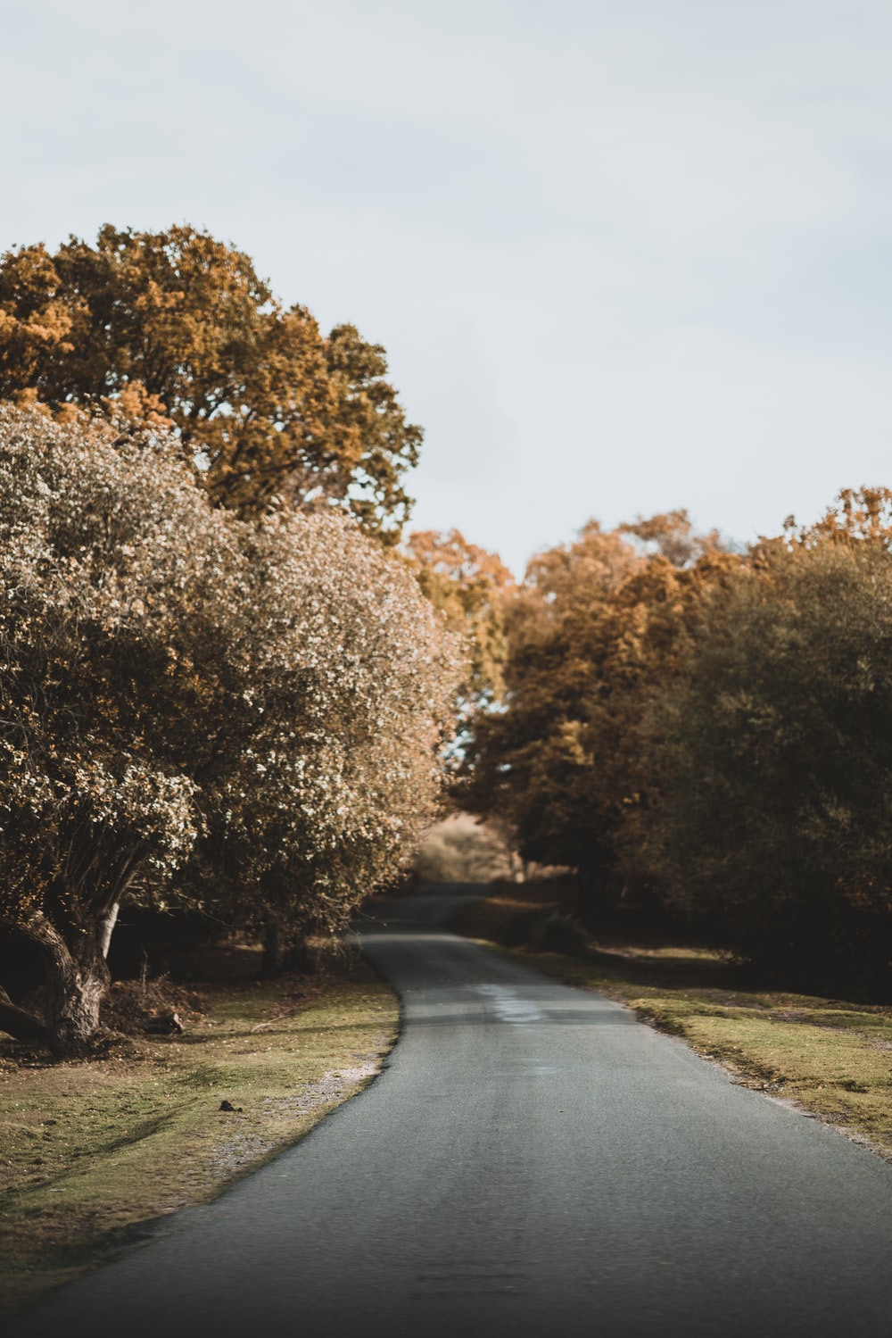 Tree-Lined Empty Road Wallpapers