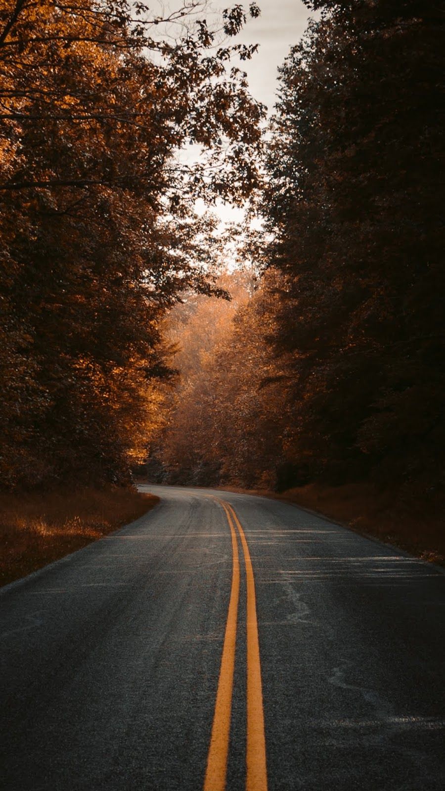 Tree-Lined Empty Road Wallpapers