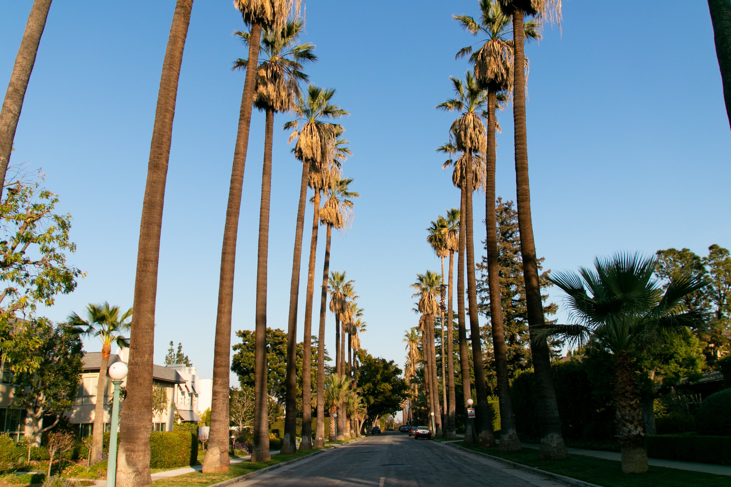 Tree-Lined Empty Road Wallpapers