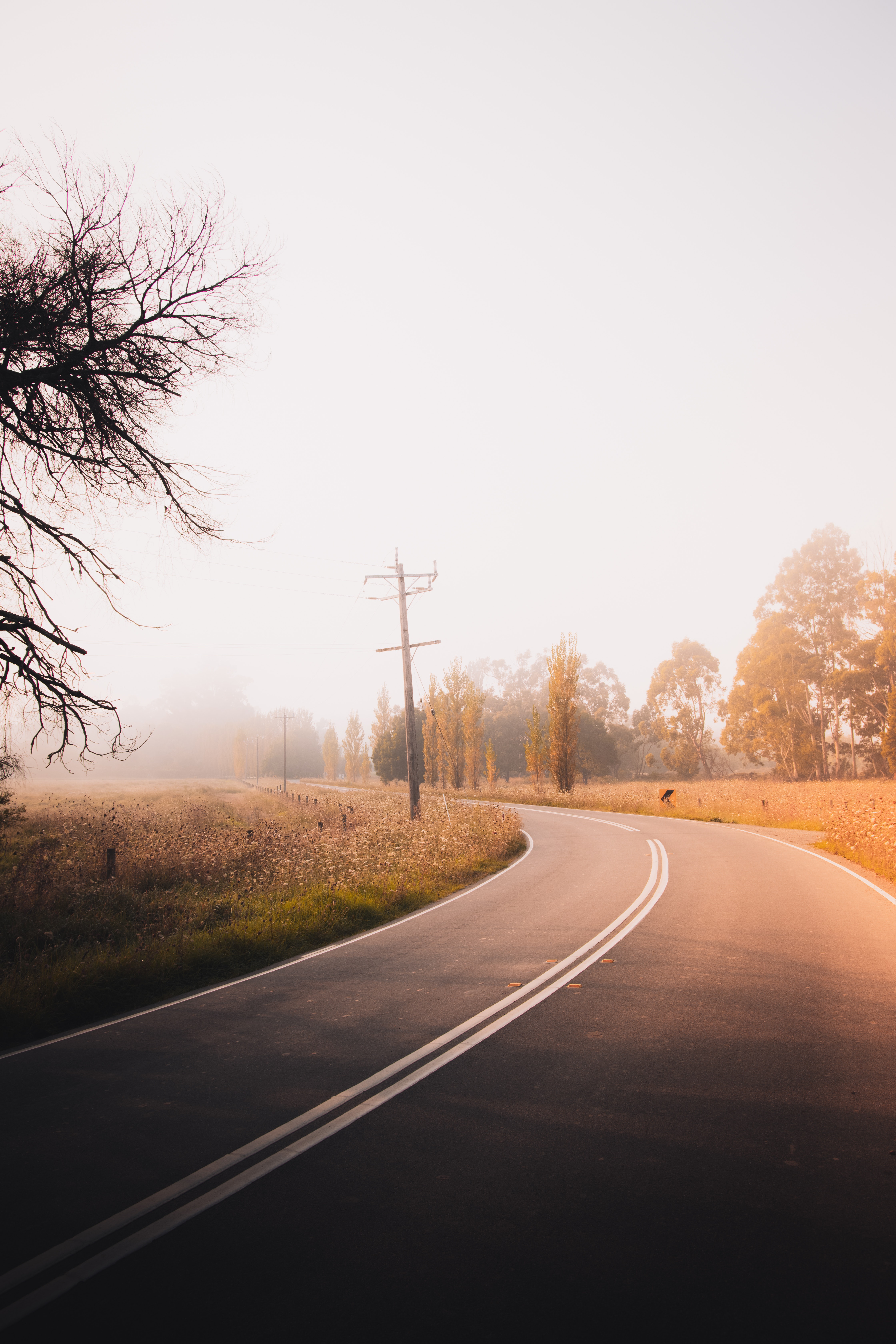 Tree-Lined Empty Road Wallpapers