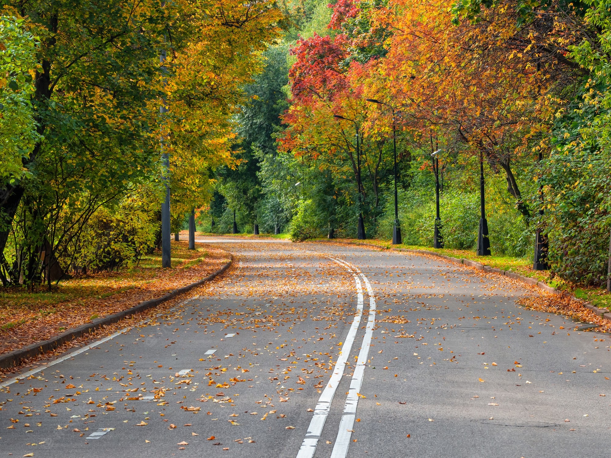 Tree-Lined Empty Road Wallpapers