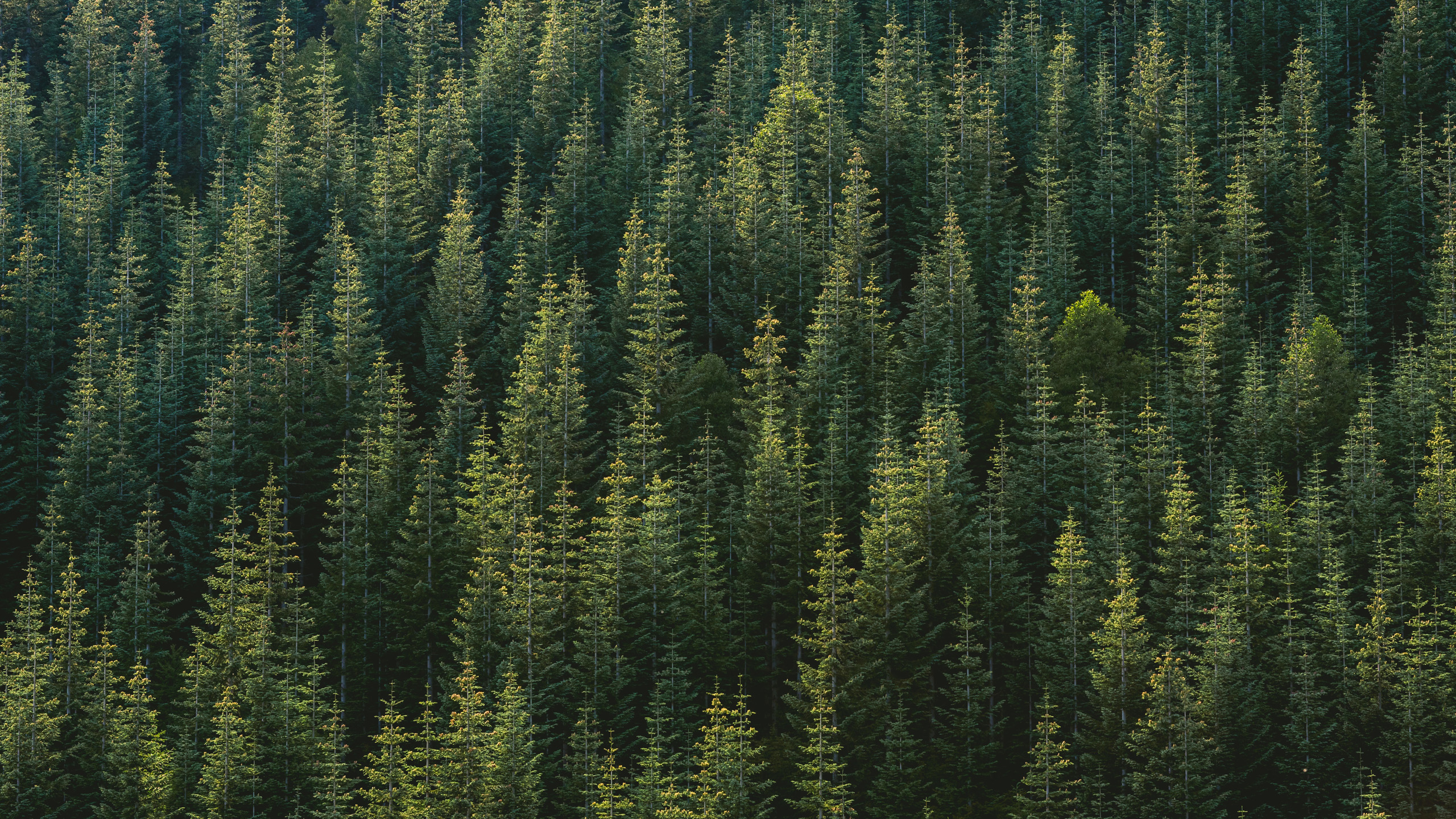 Trees Forest Wallpapers
