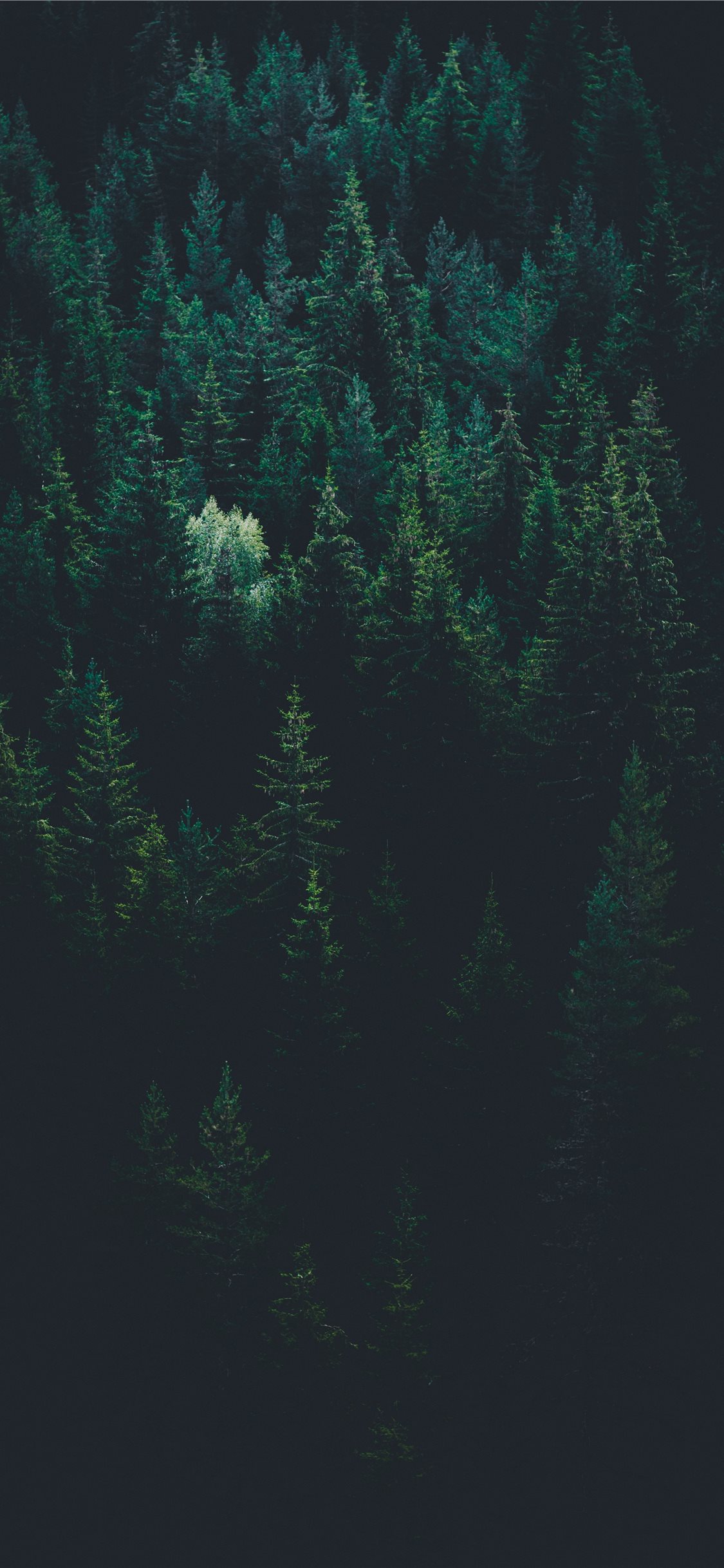 Trees Forest Wallpapers