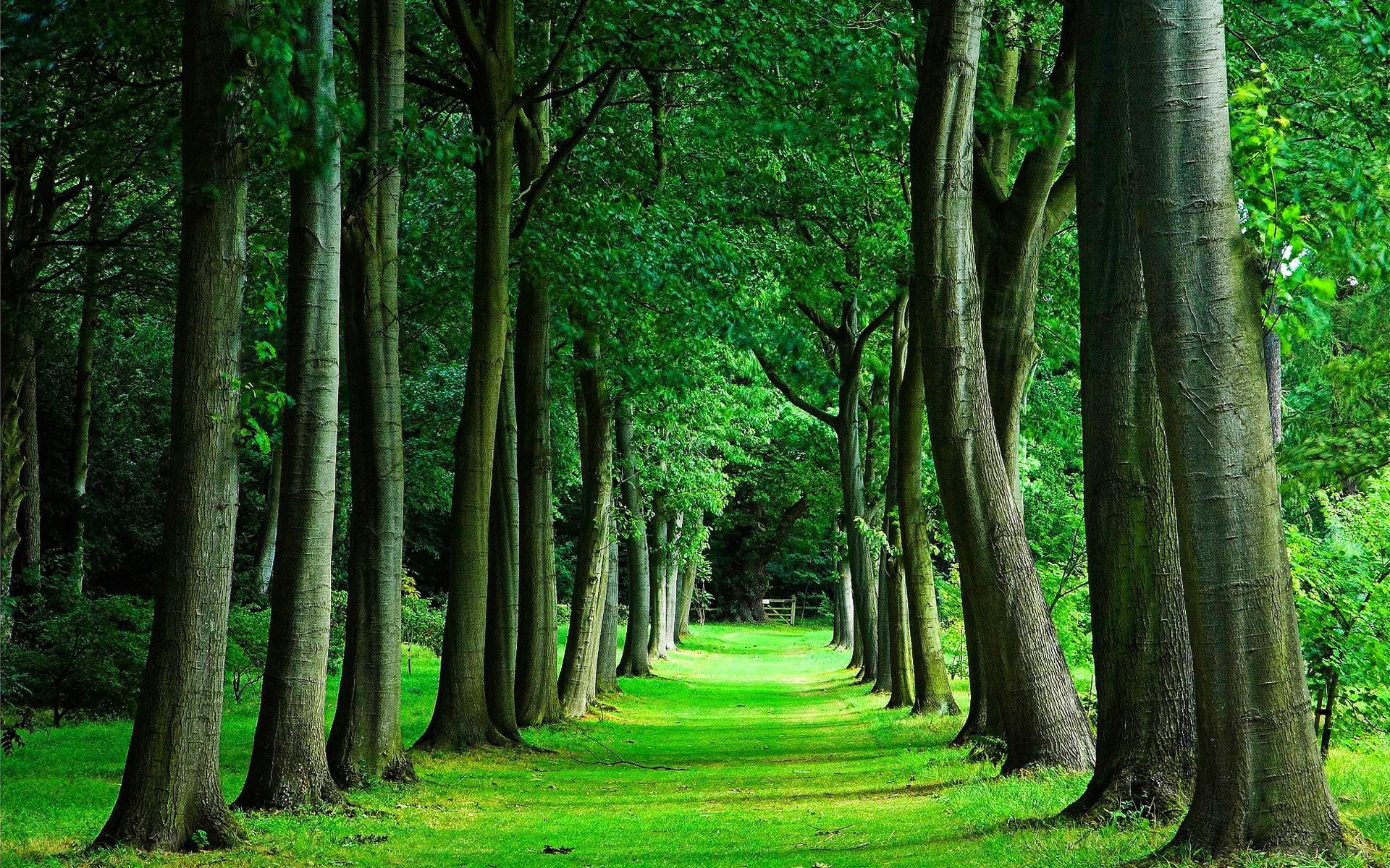 Trees Forest Wallpapers