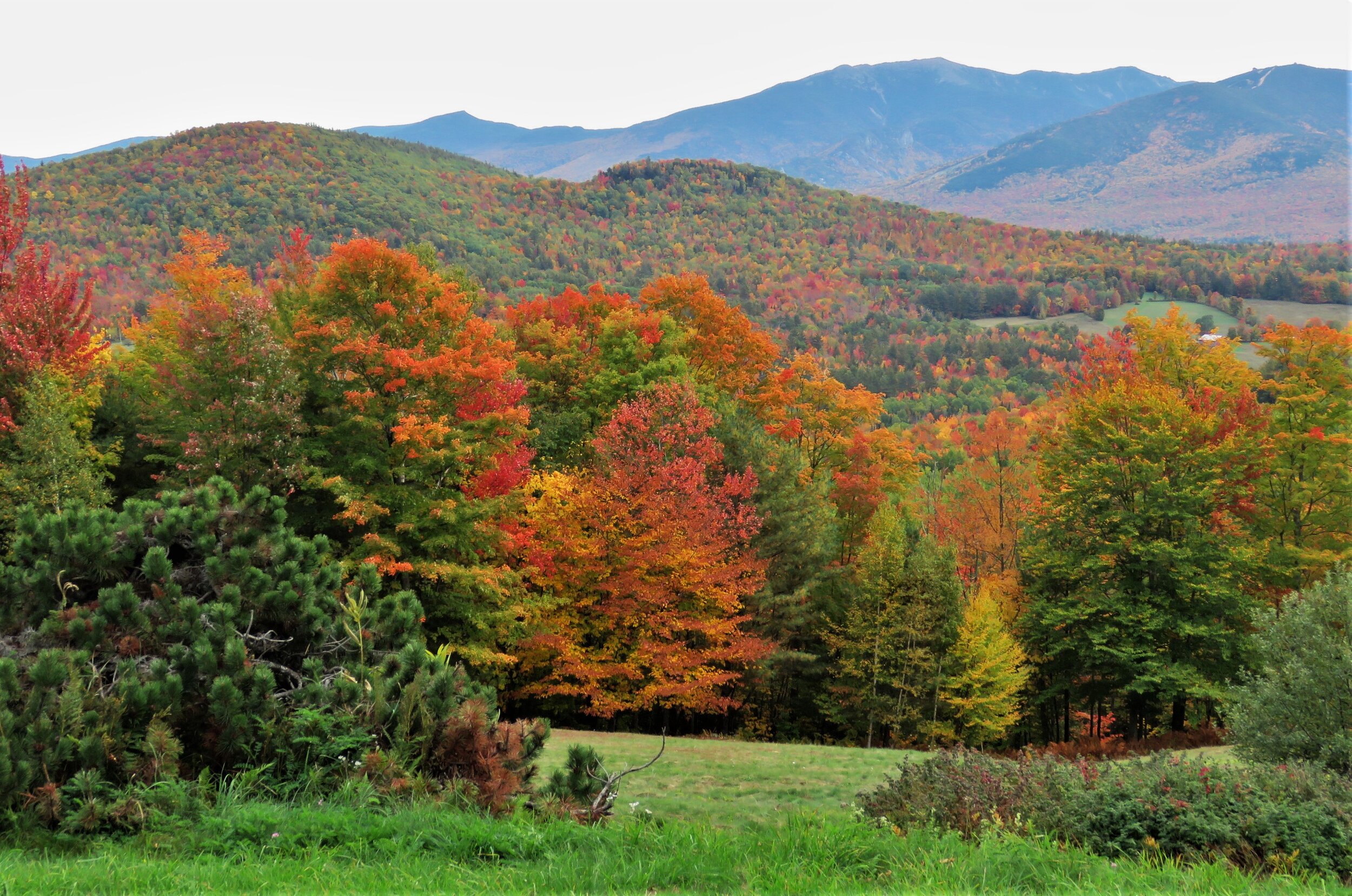 Trees Grass In Fall Bleak Mountains Wallpapers