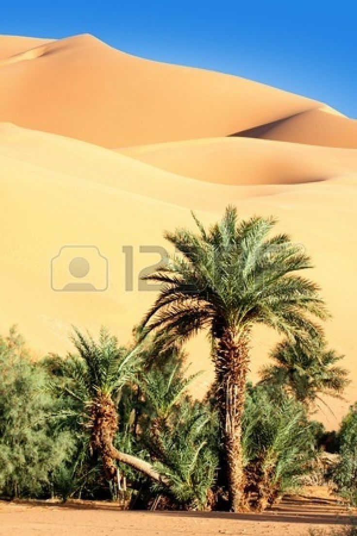 Trees In Desert Dune Photography Wallpapers