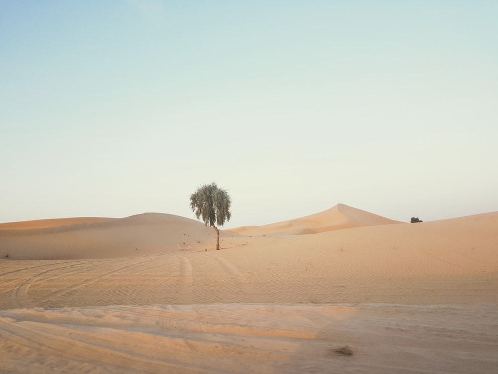 Trees In Desert Dune Photography Wallpapers