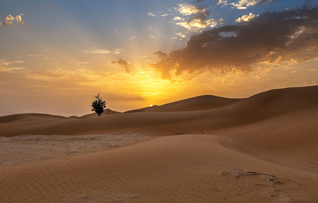 Trees In Desert Dune Photography Wallpapers