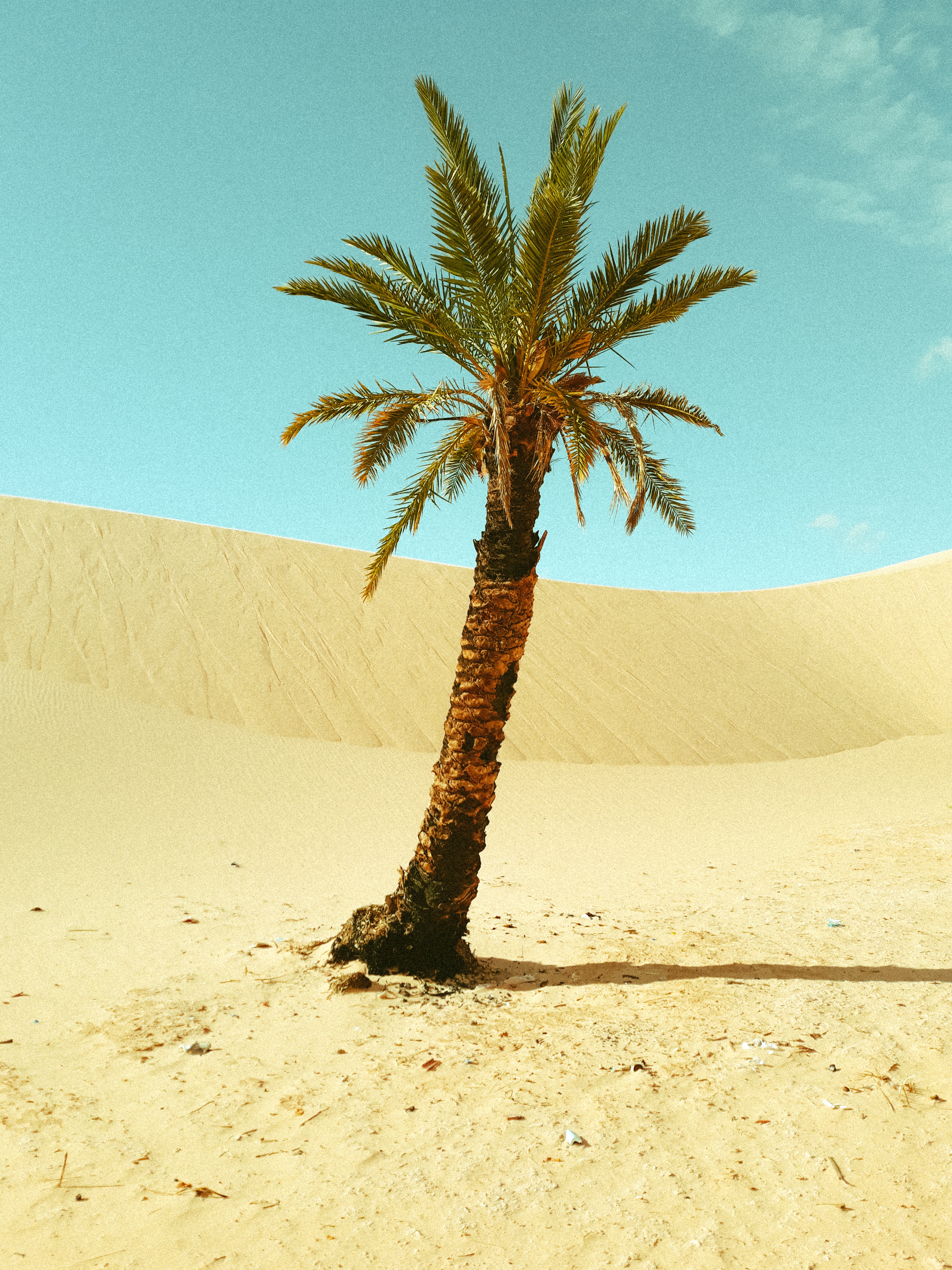 Trees In Desert Dune Photography Wallpapers