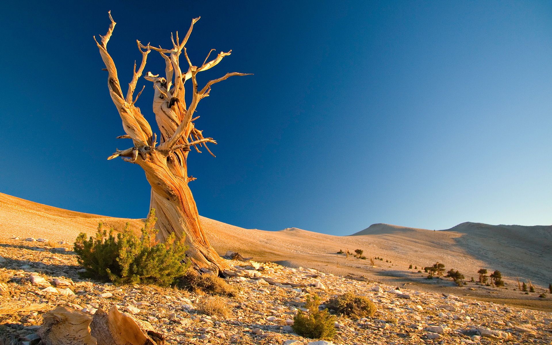 Trees In Desert Dune Photography Wallpapers