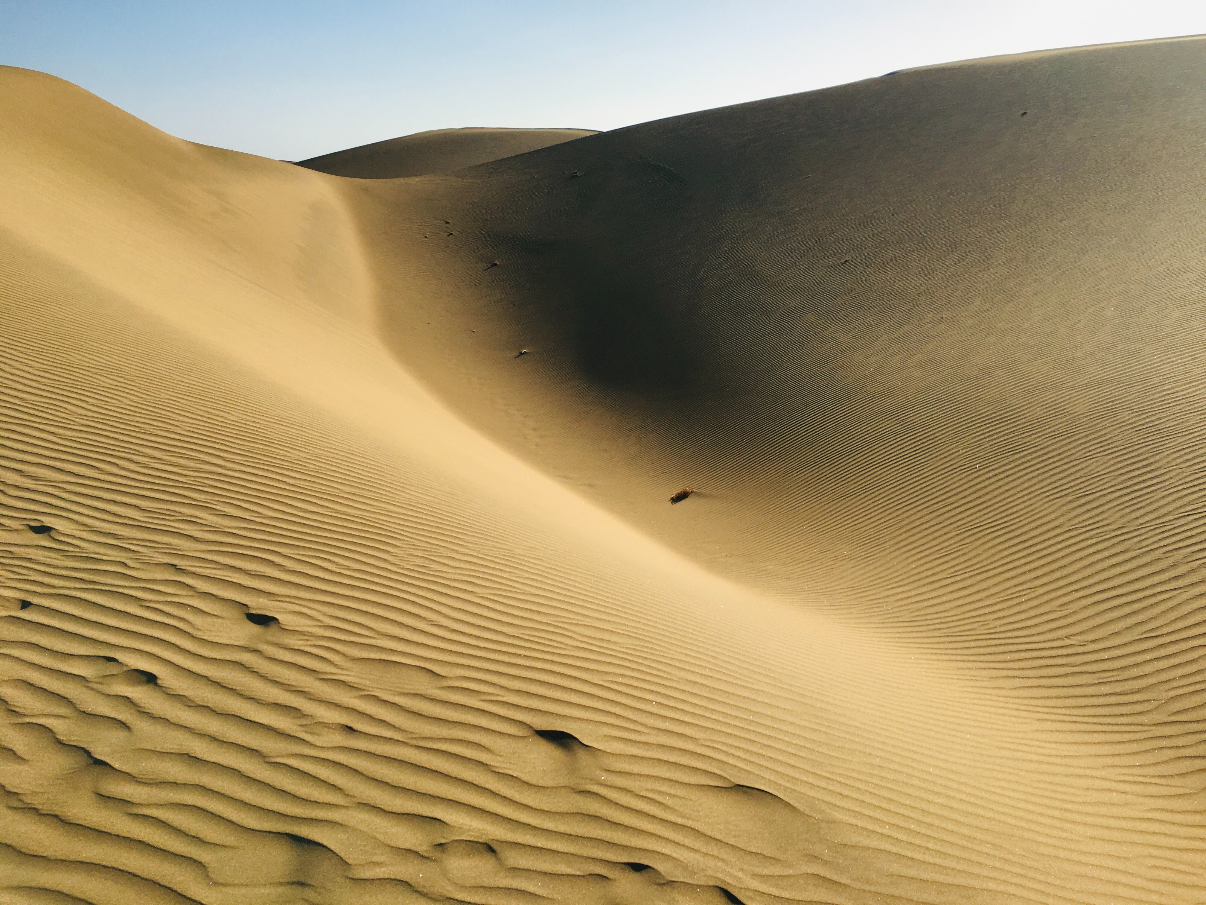 Trees In Desert Dune Photography Wallpapers