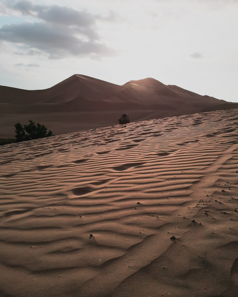 Trees In Desert Dune Photography Wallpapers