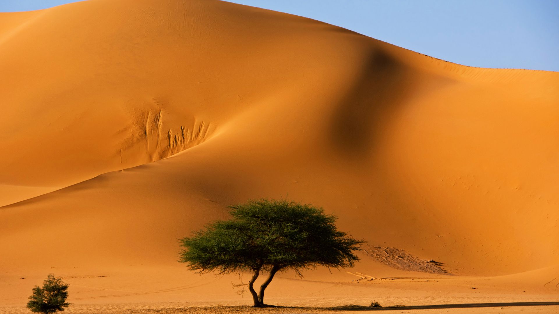 Trees In Desert Dune Photography Wallpapers