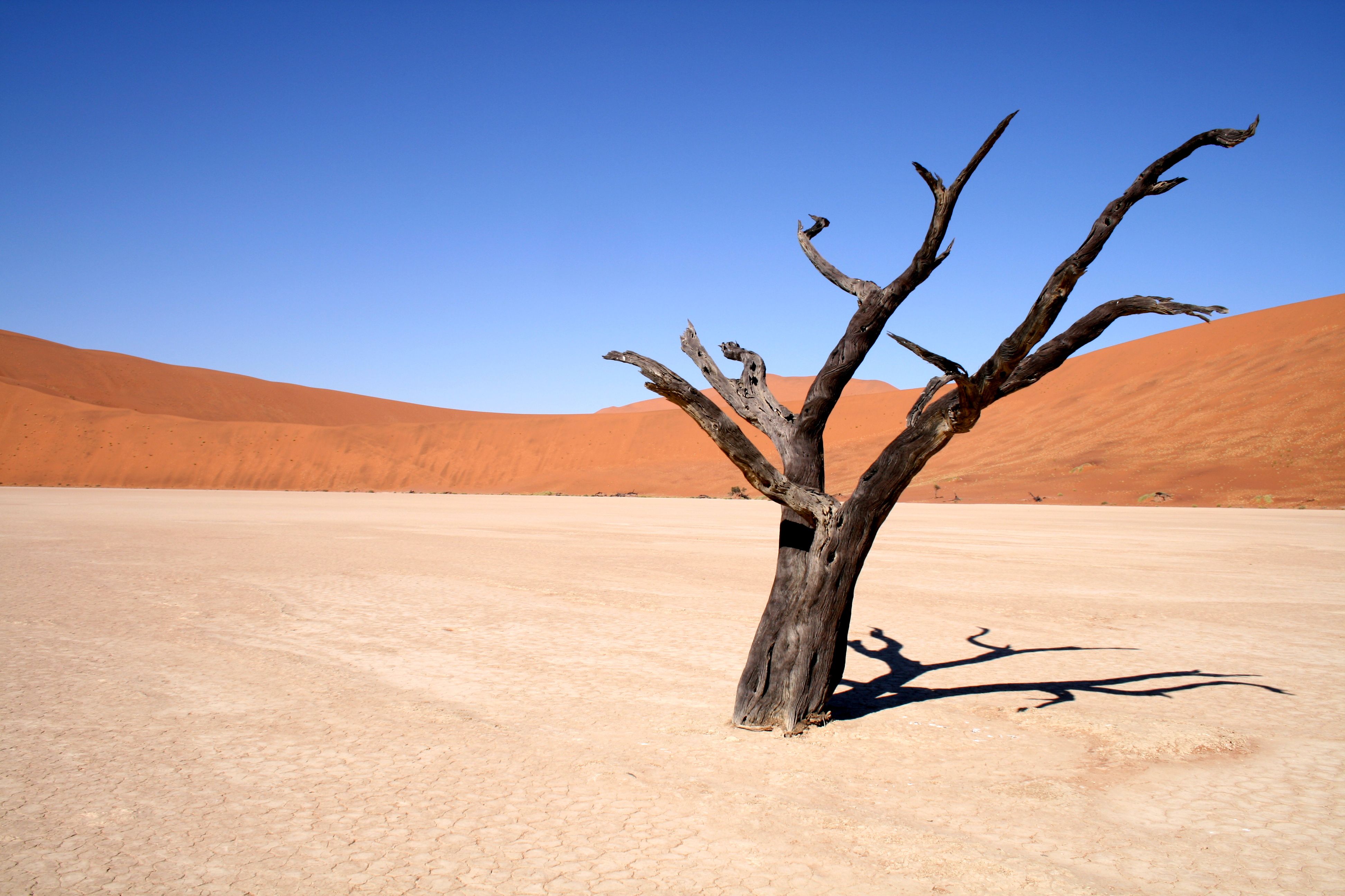 Trees In Desert Dune Photography Wallpapers