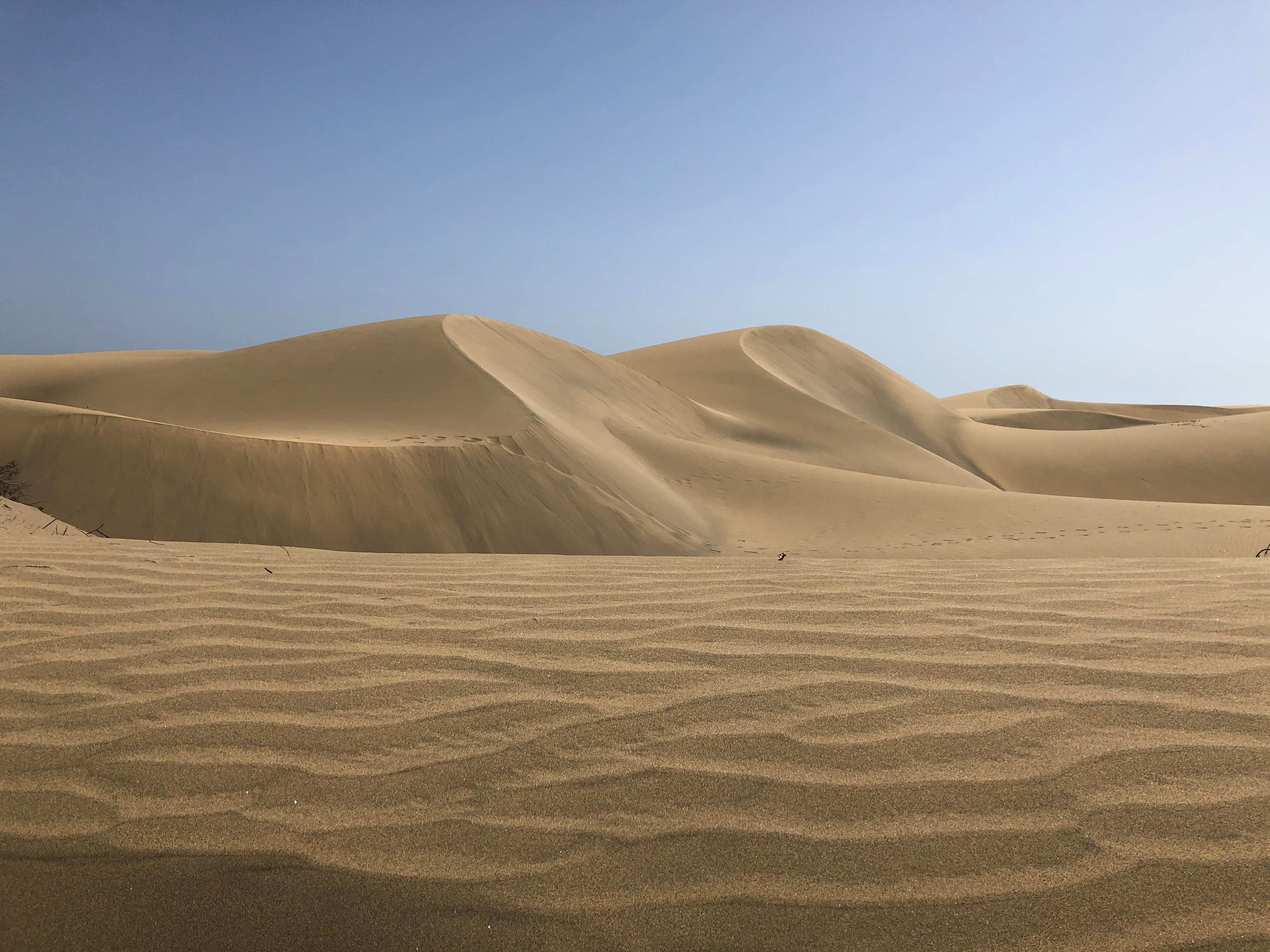 Trees In Desert Dune Photography Wallpapers