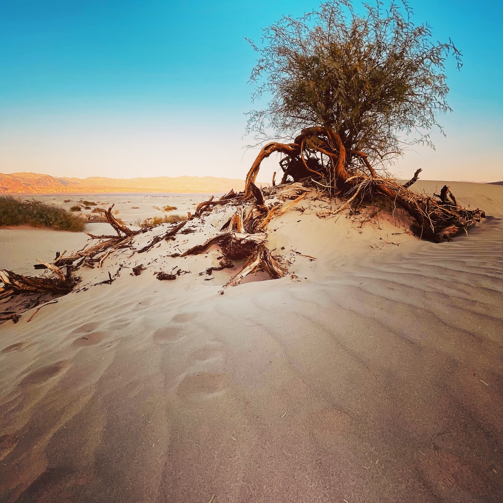 Trees In Desert Dune Photography Wallpapers