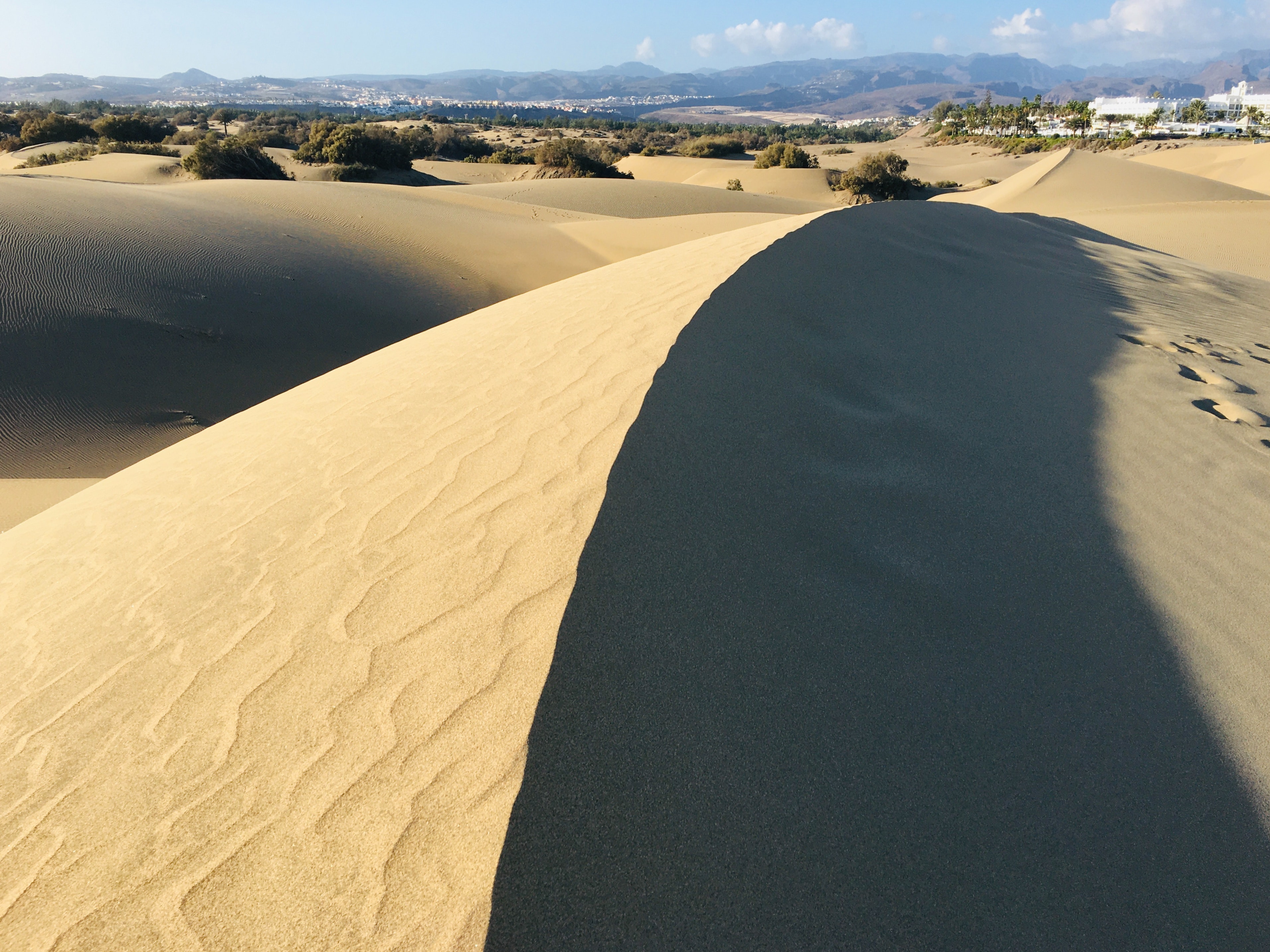 Trees In Desert Dune Photography Wallpapers