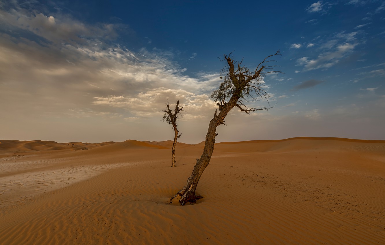 Trees In Desert Dune Photography Wallpapers