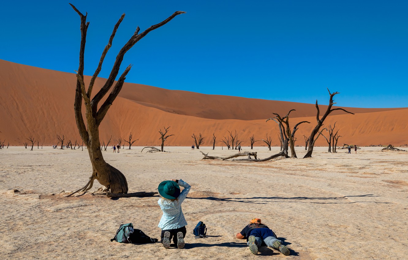 Trees In Desert Dune Photography Wallpapers