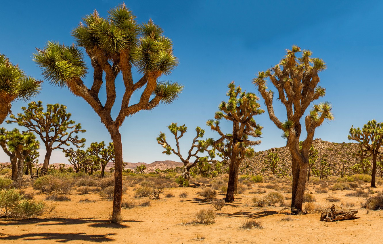 Trees In Desert Dune Photography Wallpapers