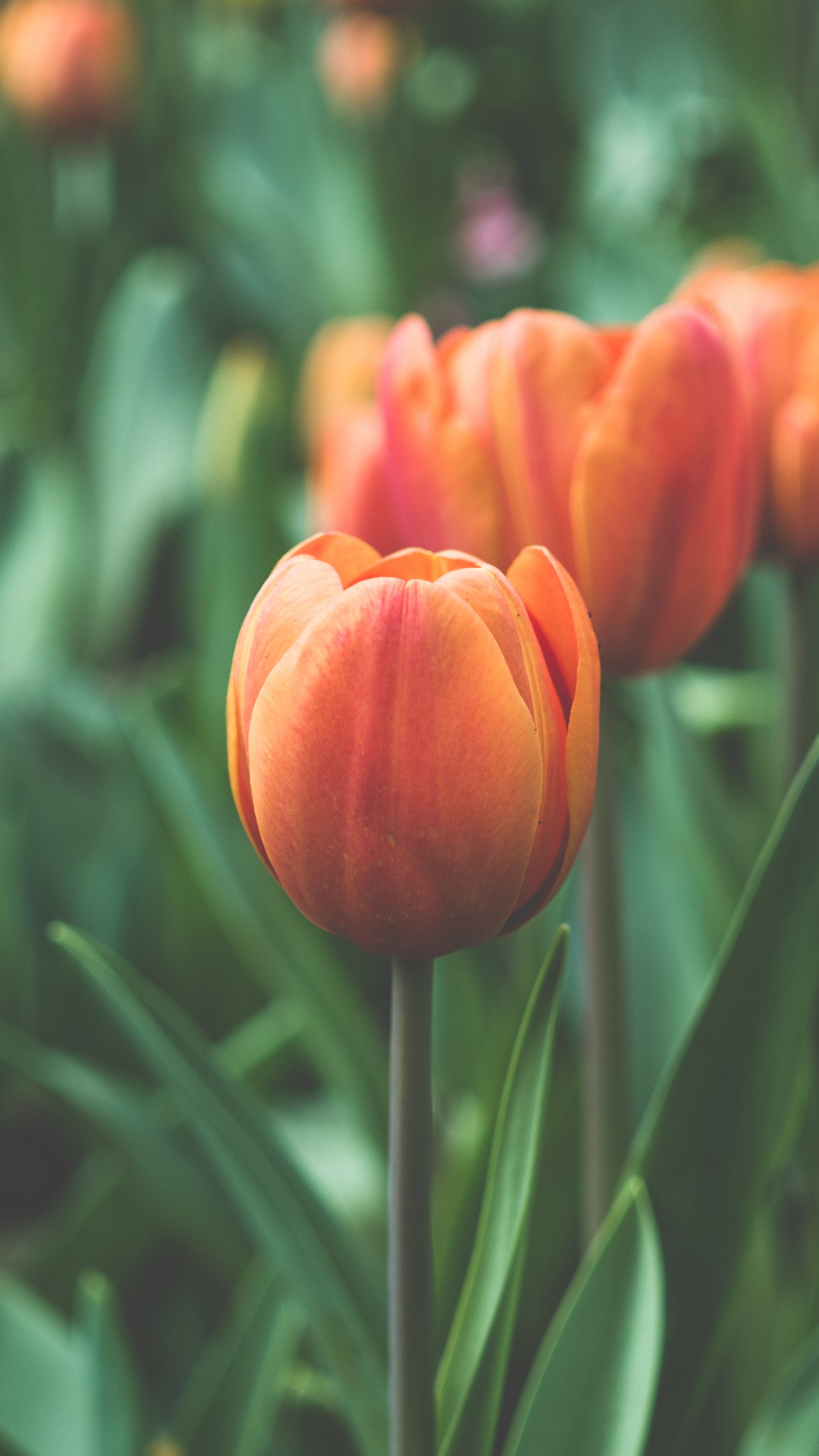 Tulip Wallpapers